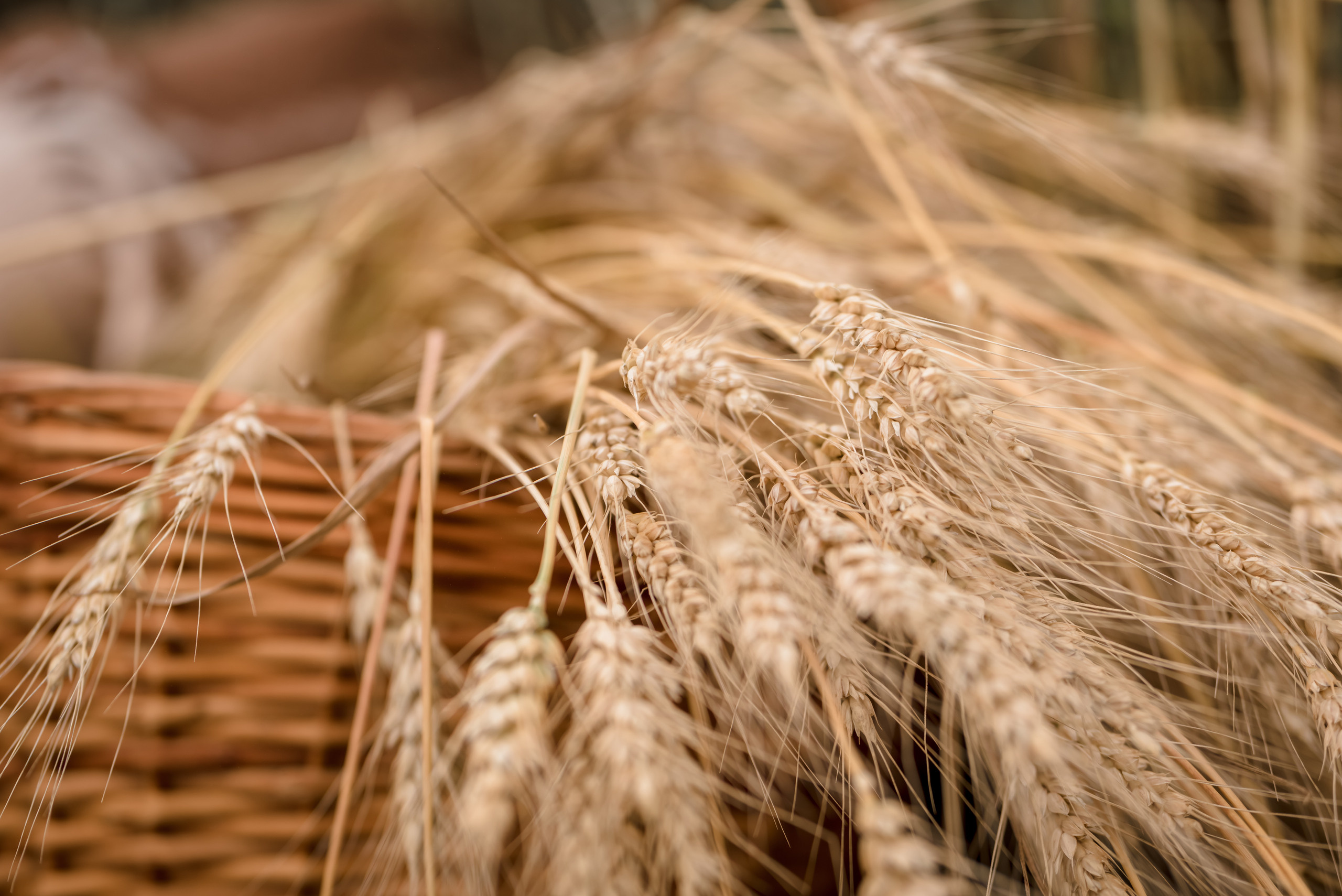 Пшеничные истории. Семейный и детский фотограф в Туле