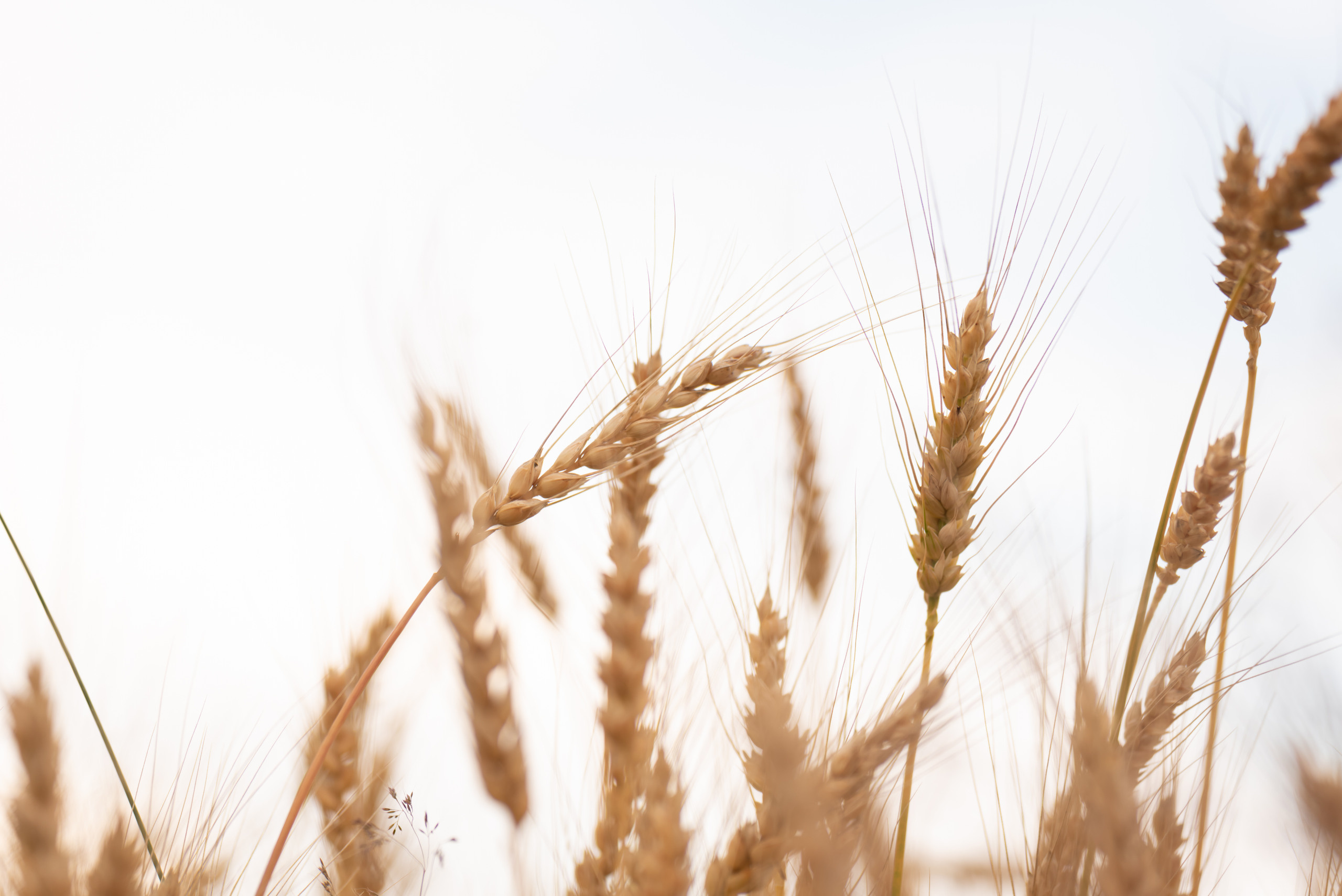 Пшеничные истории. Семейный и детский фотограф в Туле