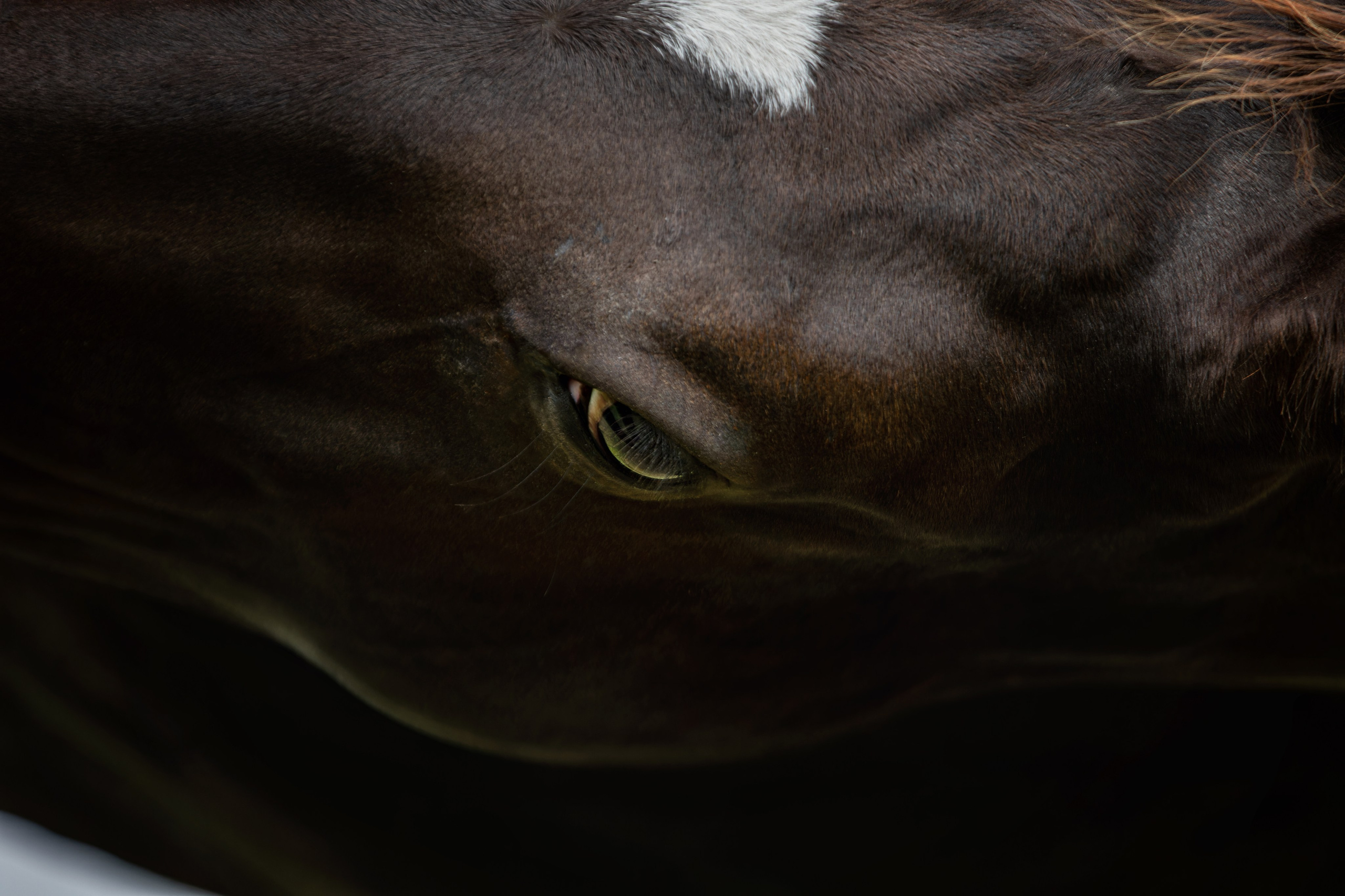 Лошади. Фотограф-анималист Юлия Зубкова