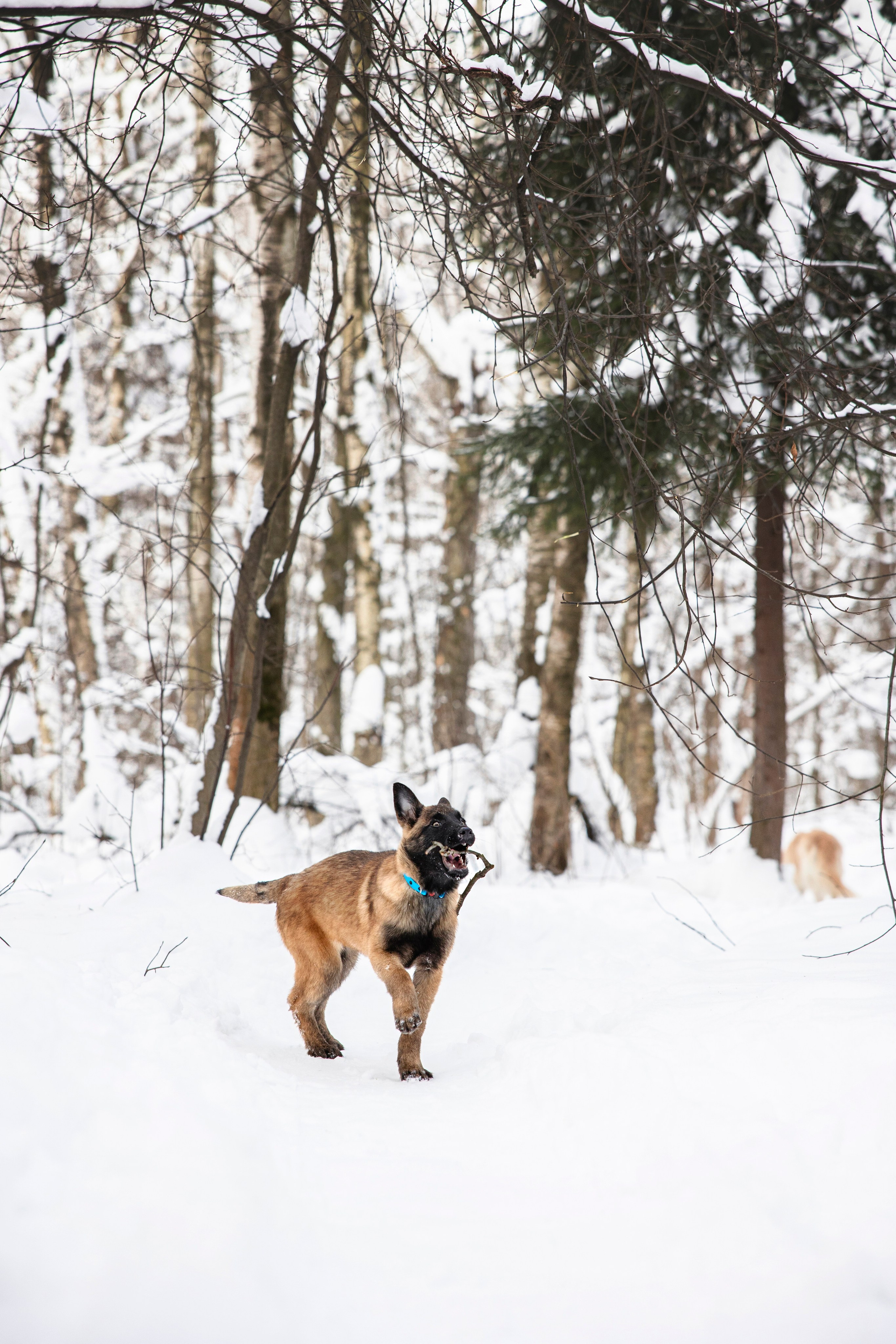 Бэлла и Панда. Анастасия Белаш