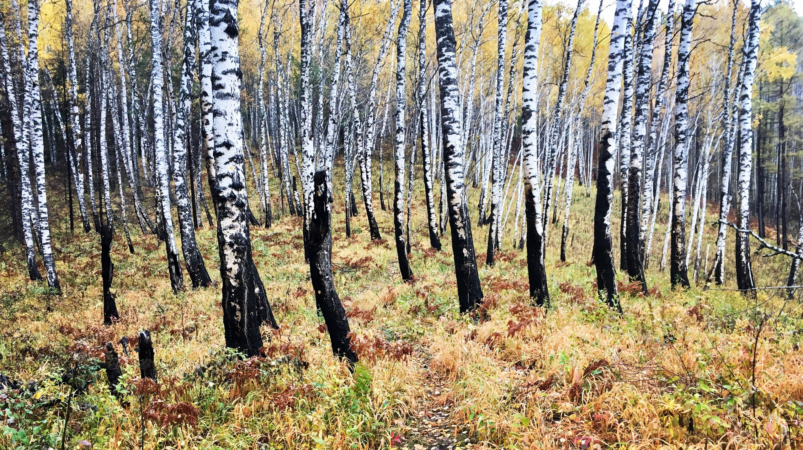 IPhone. Василий Буйлов|Vasilii Builov