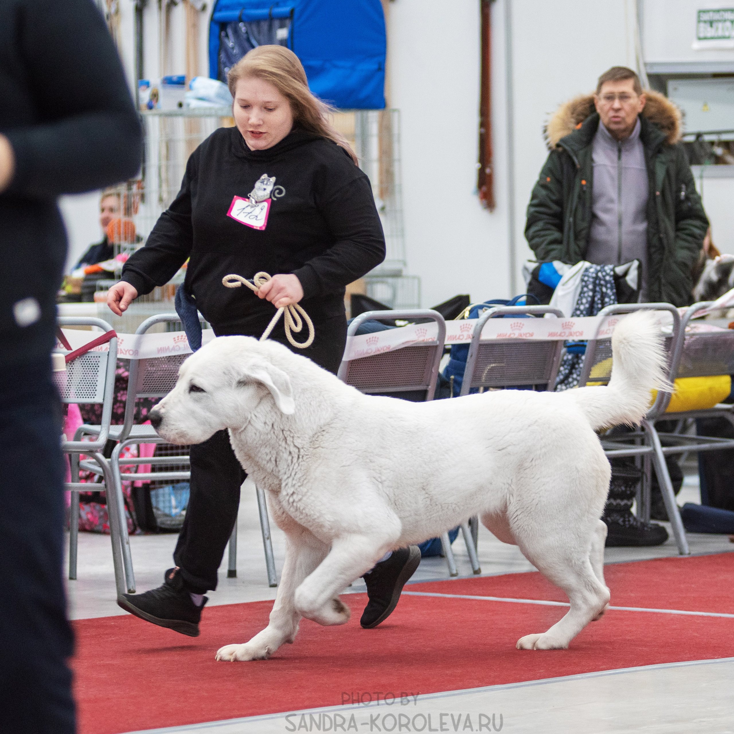 Выставка собак тюмень 14.01.2023. Дог-фотограф в Тюмени Александра Королева