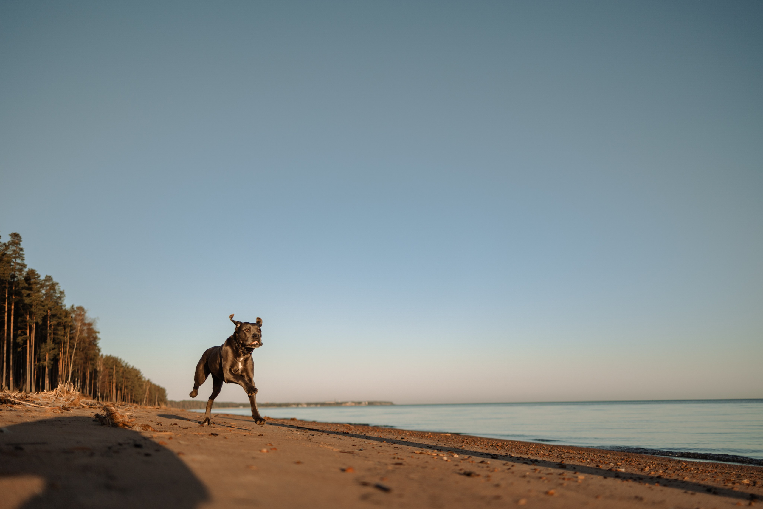 Анна и Лана. Фотограф — Анималист | Санкт-Петербург