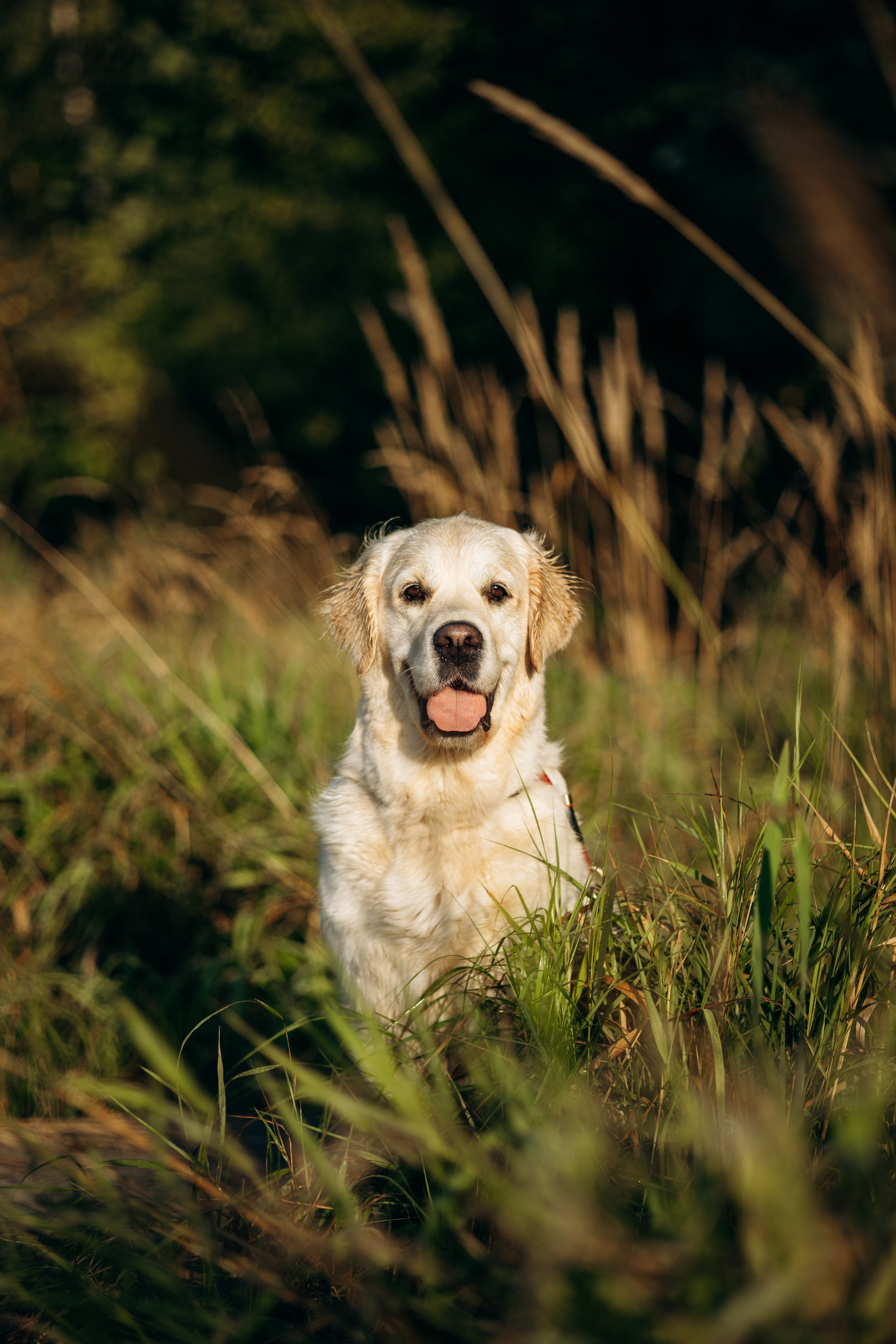 Ирина и ее золотинки. Фотограф — Анималист | Санкт-Петербург