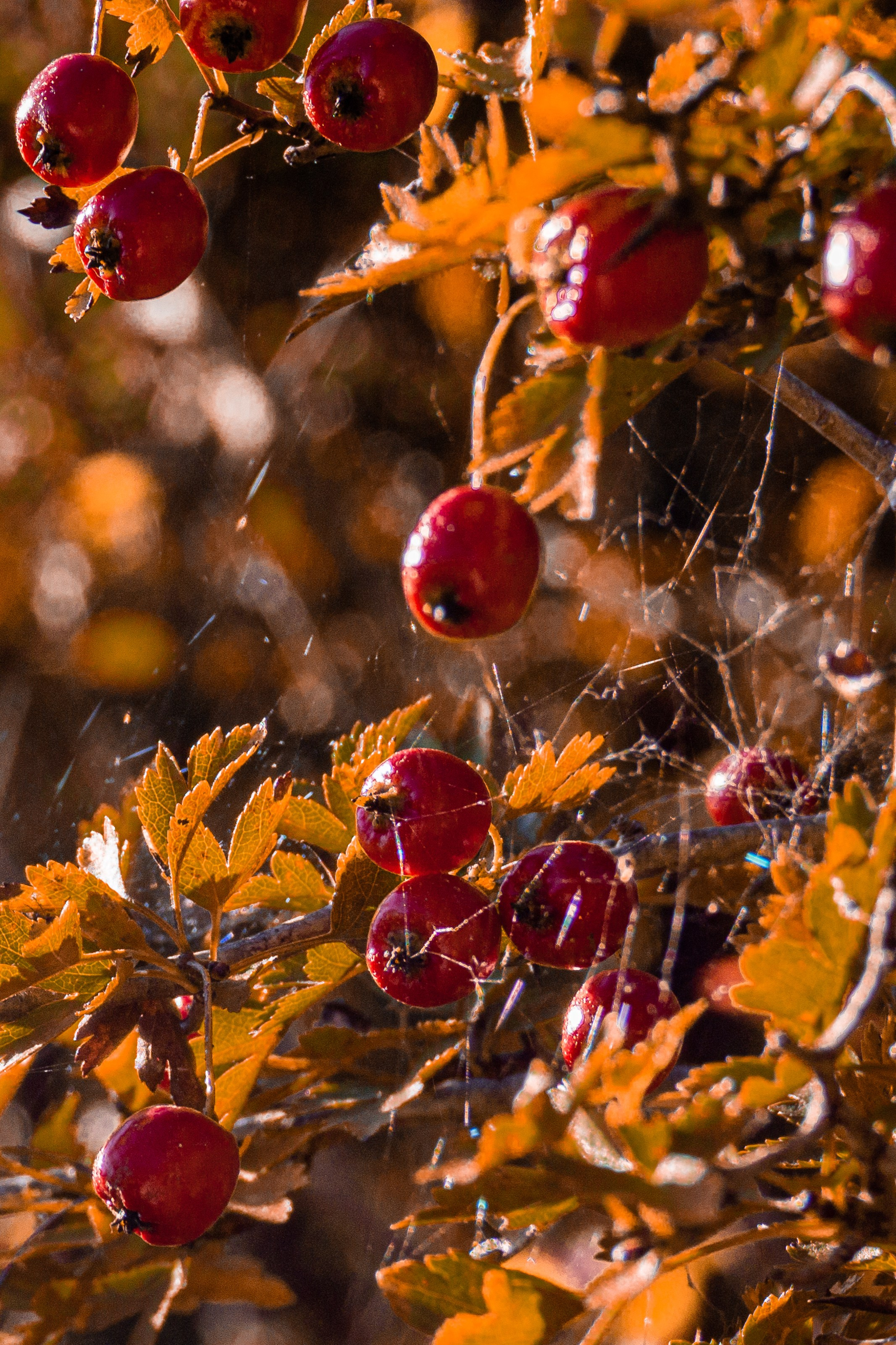 Фотографии Сочи, глазами гида-фотографа. Фотограф в Сочи Елена Лисотина. Фототуры в Сочи