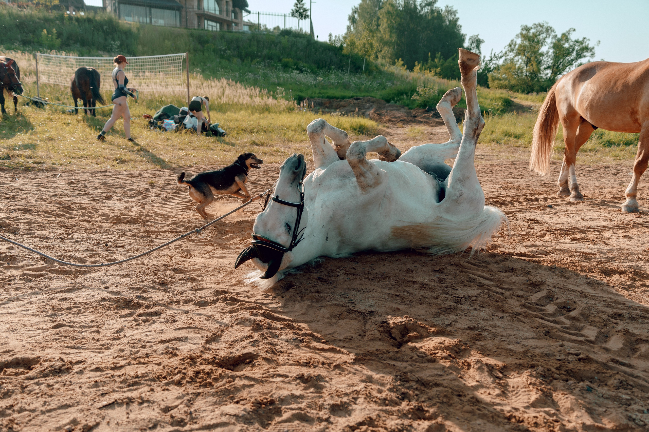 Купание лошадей 05.07.2024. Портретный и семейный фотограф в Москве/Видное