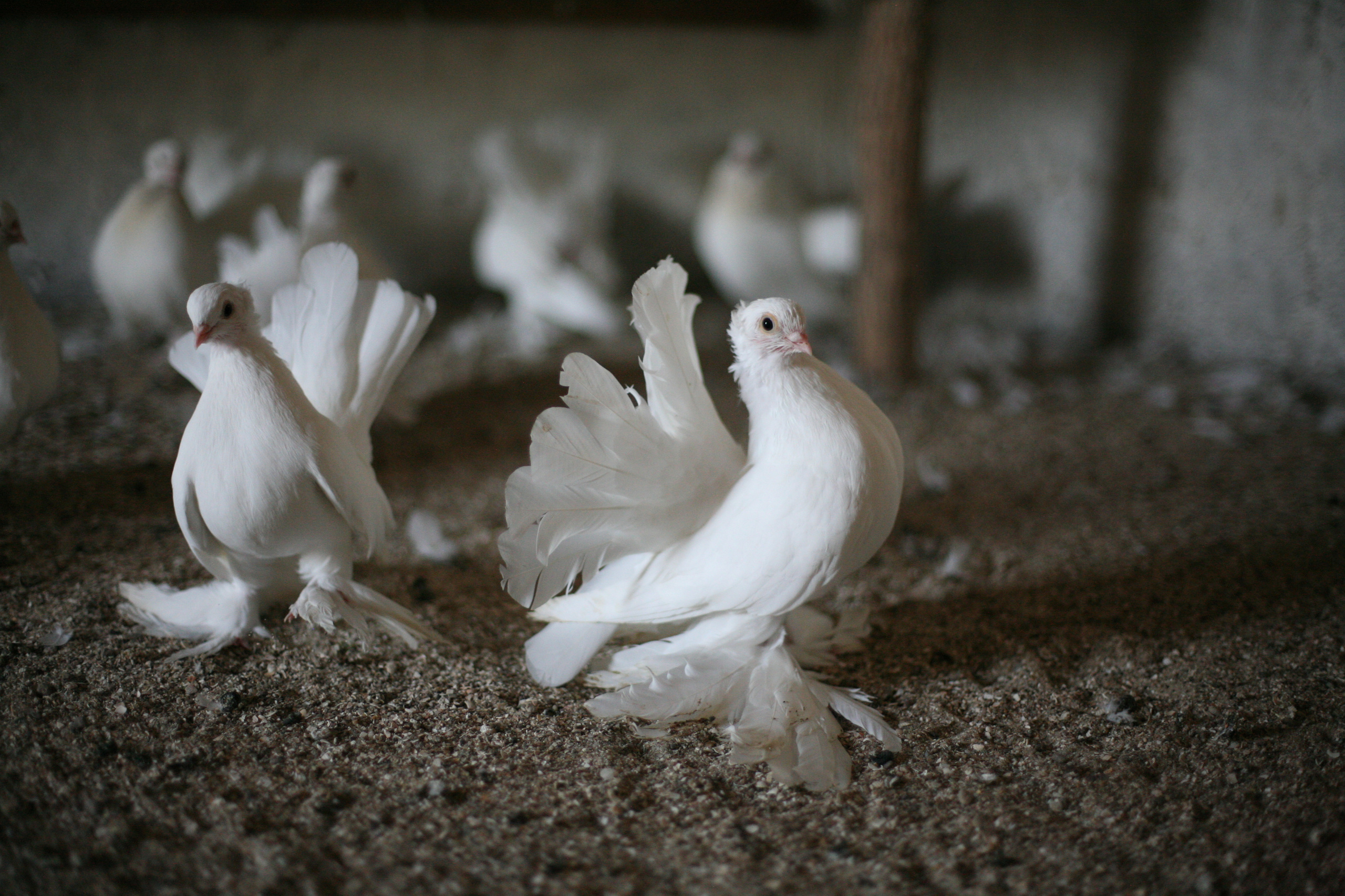 Обрыв. Ксения Плотникова