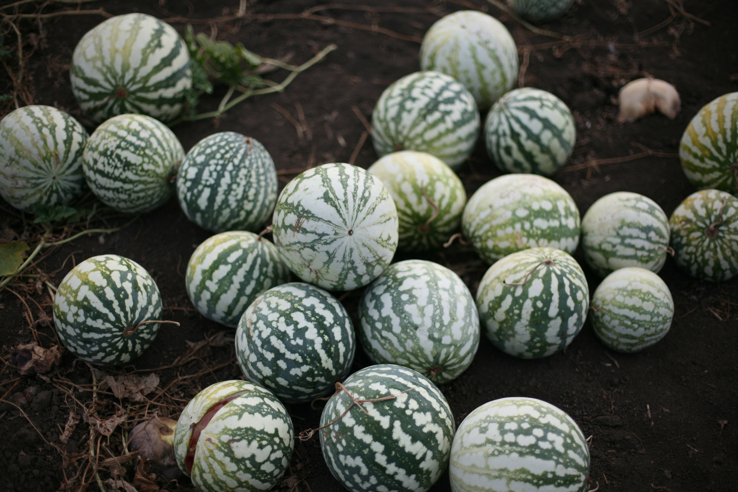 Обрыв. Ксения Плотникова