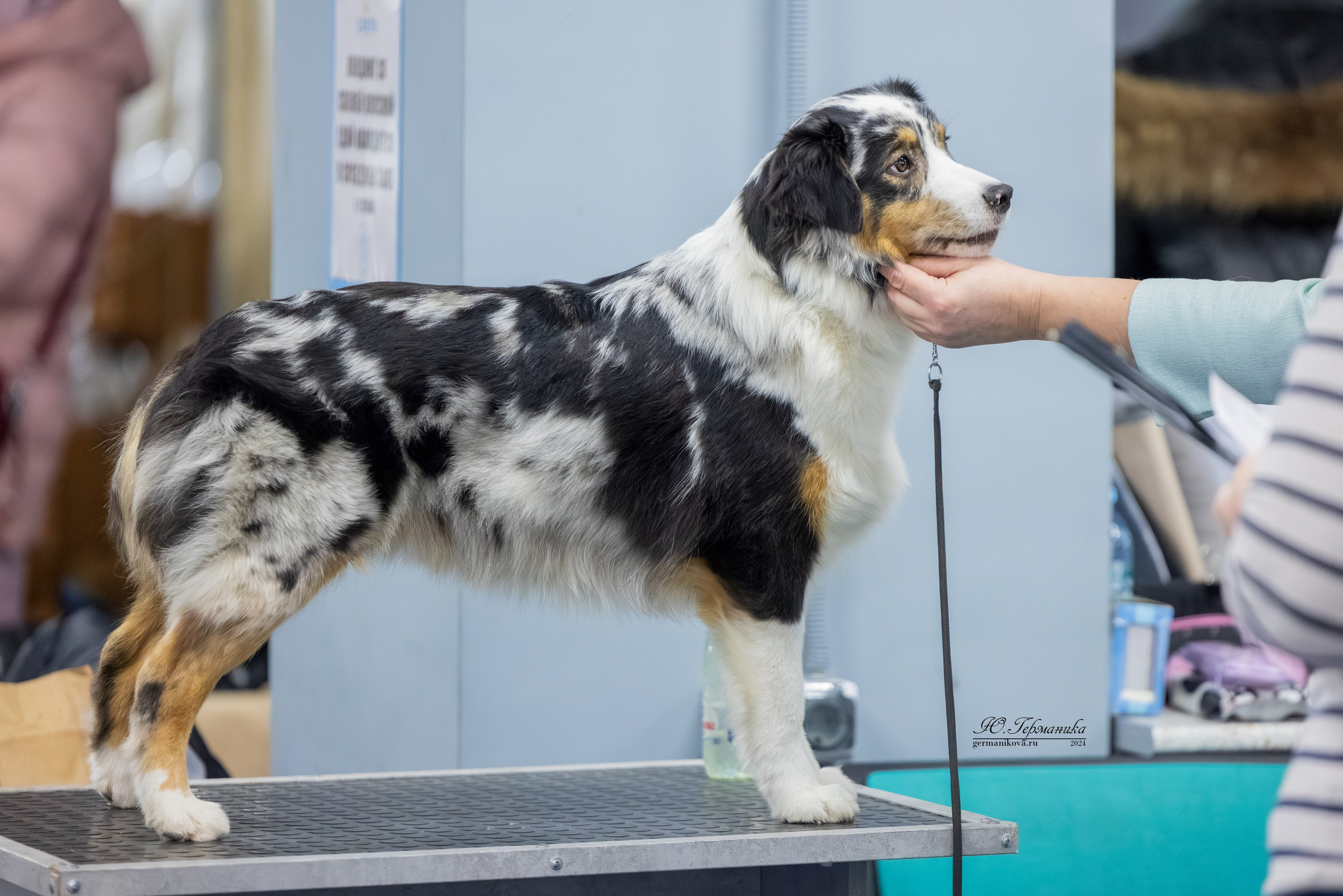 Сфера 08 и 10.03.2024 2хмоно ротвейлеров+2хмоно сао. Фотограф-анималист Юлия Германика