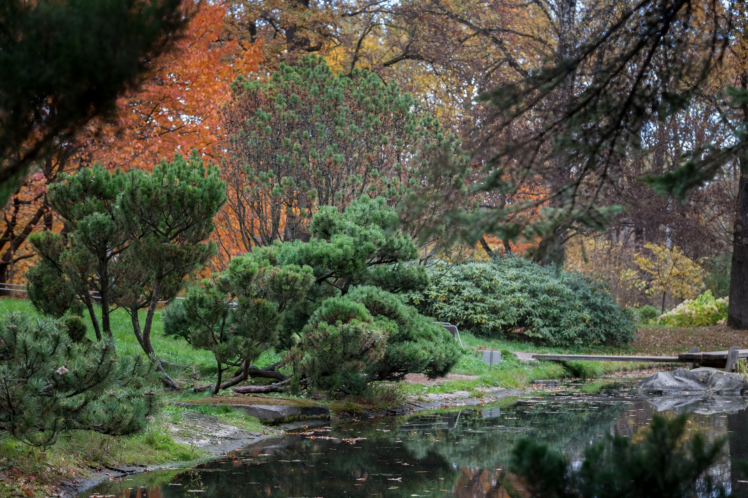 Ботанический сад имени Н. В. Цицина. Фотограф Виталий Туманов. Туманов Виталий — фотограф Москва