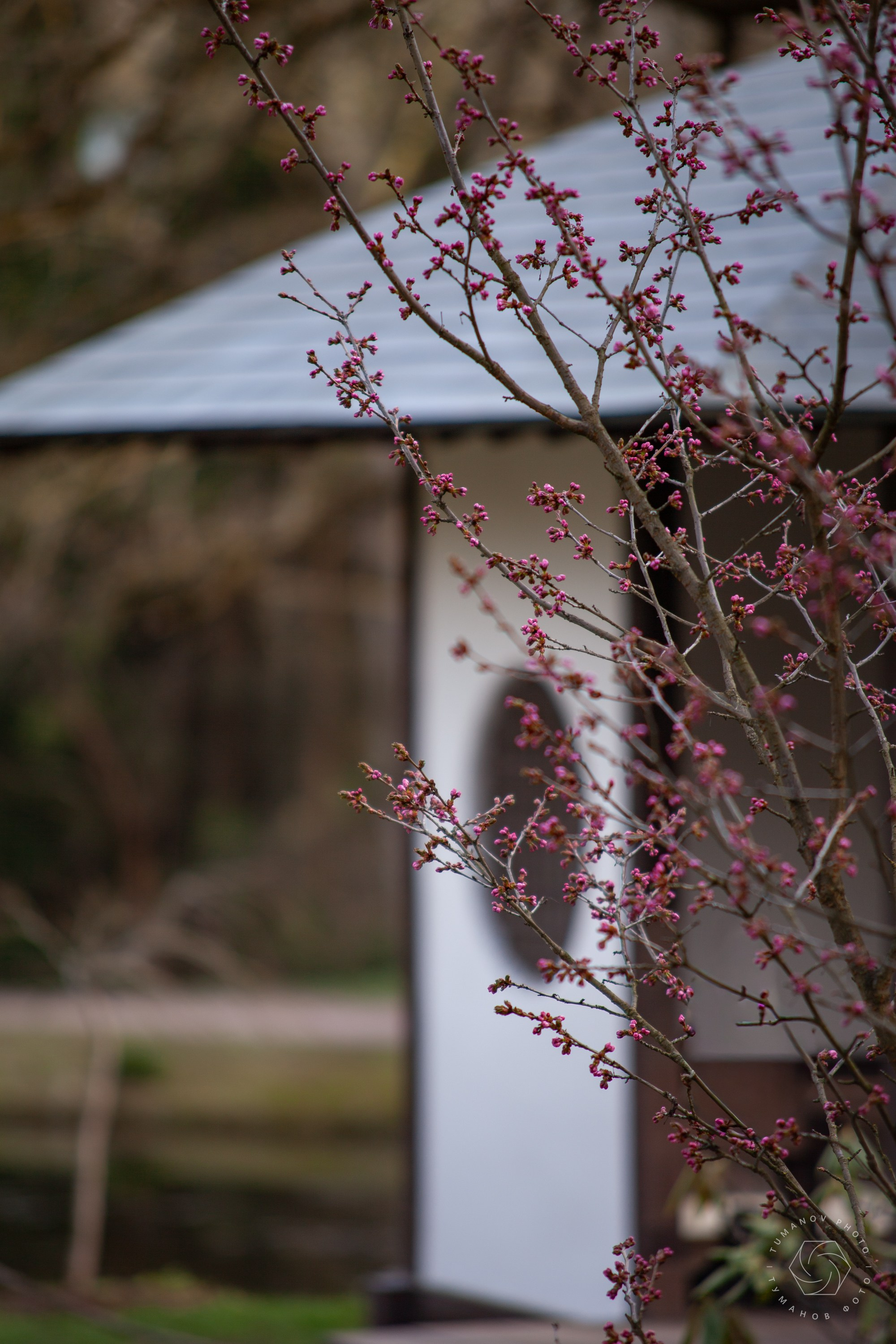 Первые дни ханами в Японском саду, который находится в Ботаническом саду им. Н. В. Цицина. Туманов Виталий — фотограф Москва