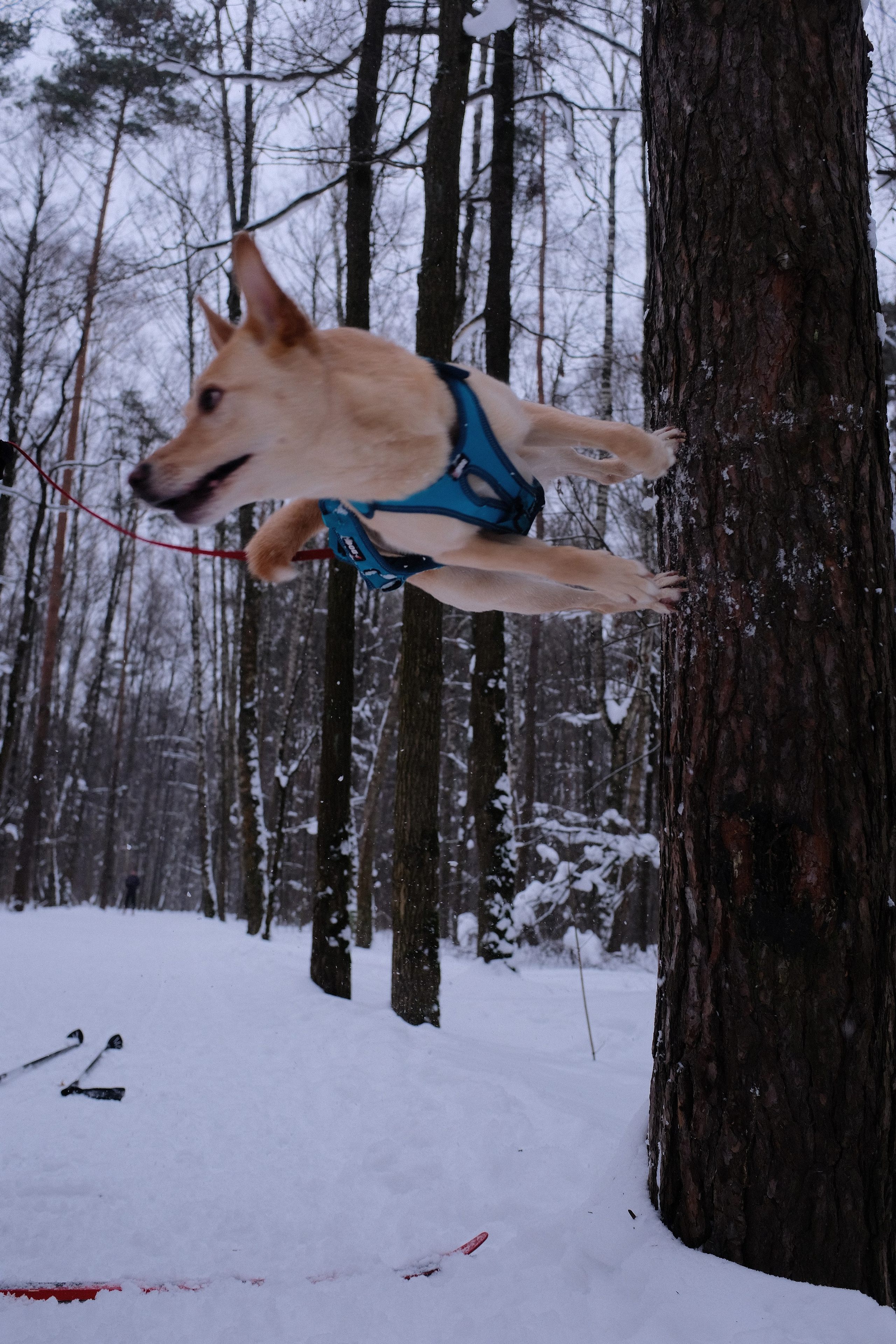 Рик, Листик и их Катя. Дмитрий Бречалов