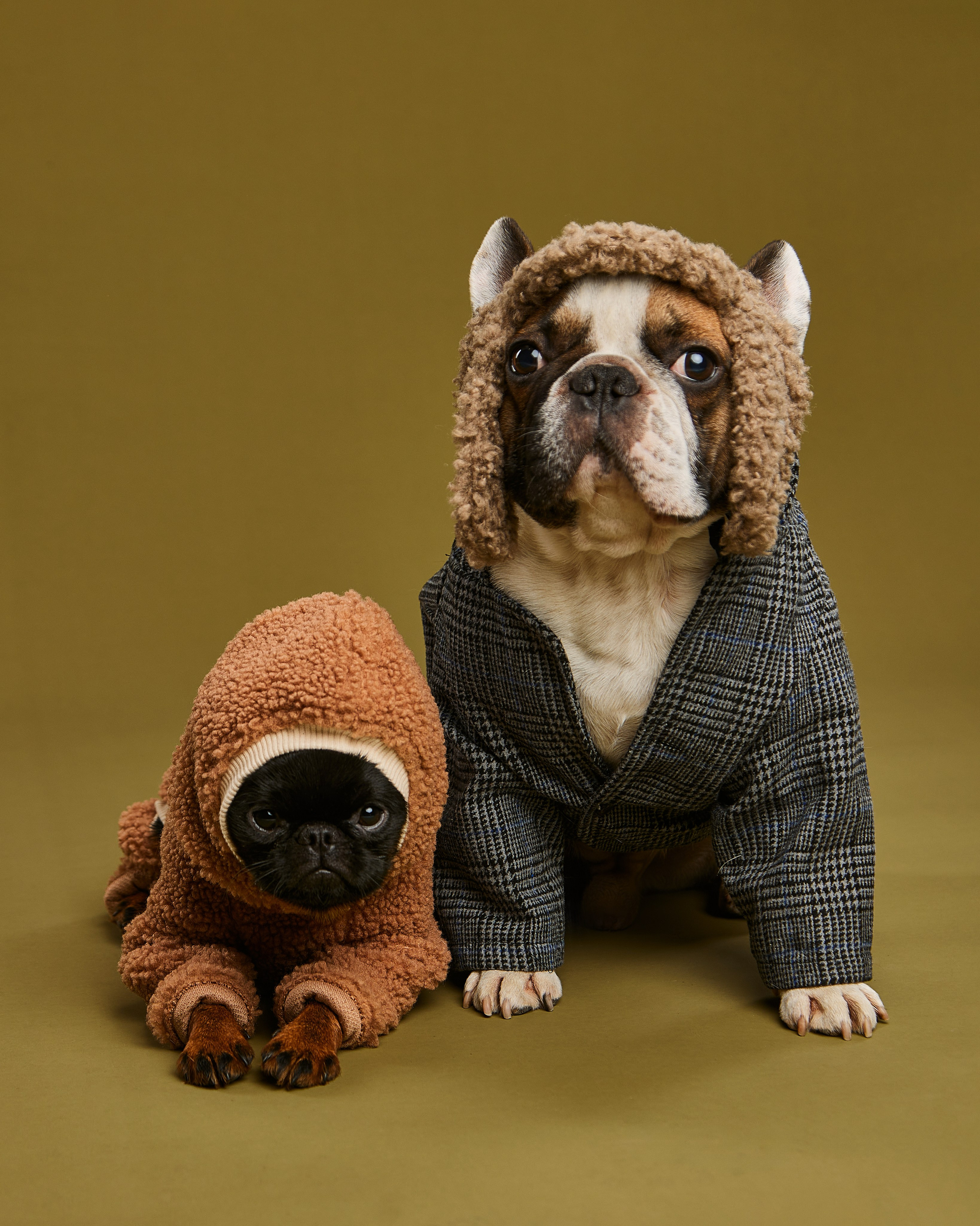 Pets Photography / Фотограф Собак
