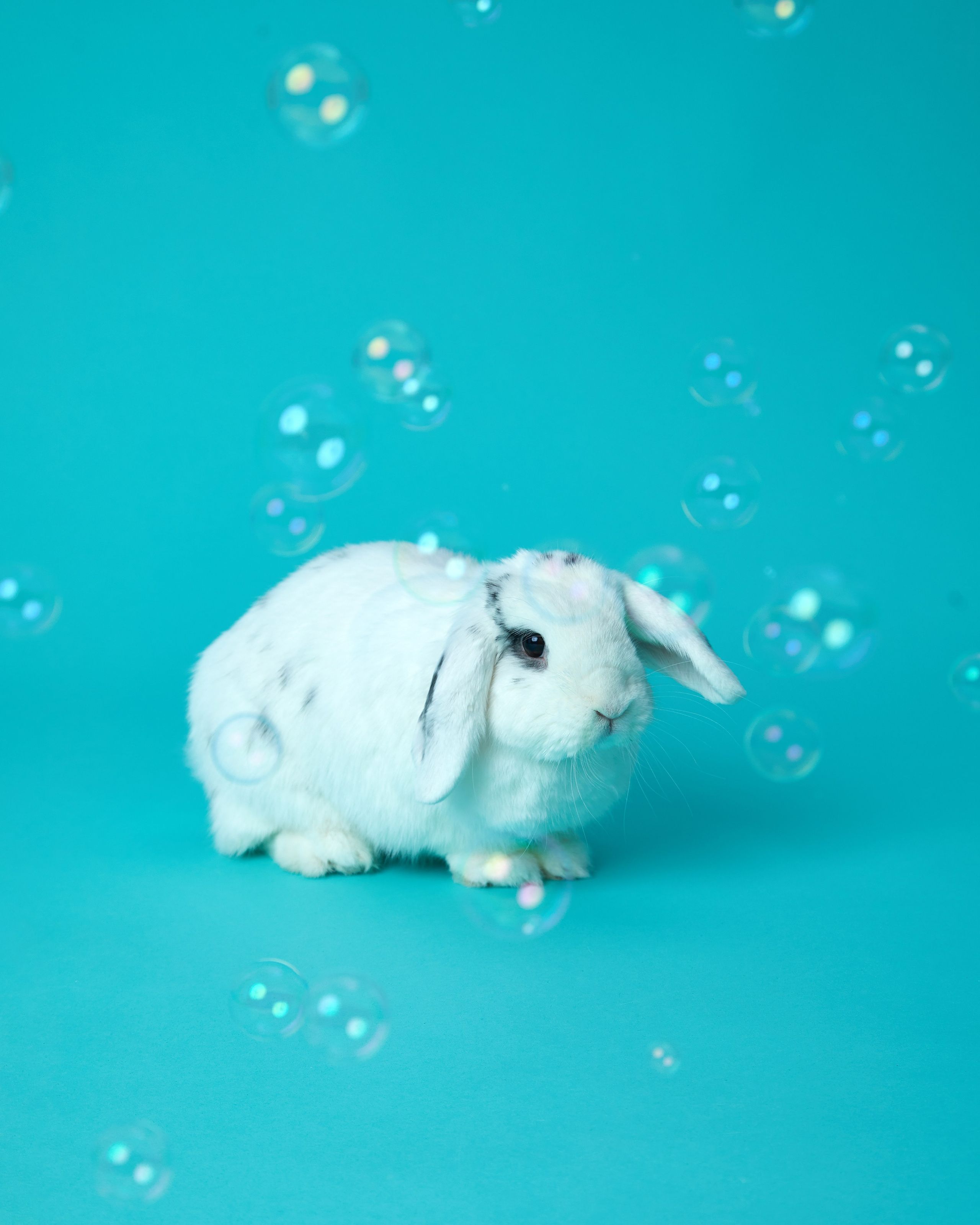 Другие животные. Pets Photography / Фотограф Собак