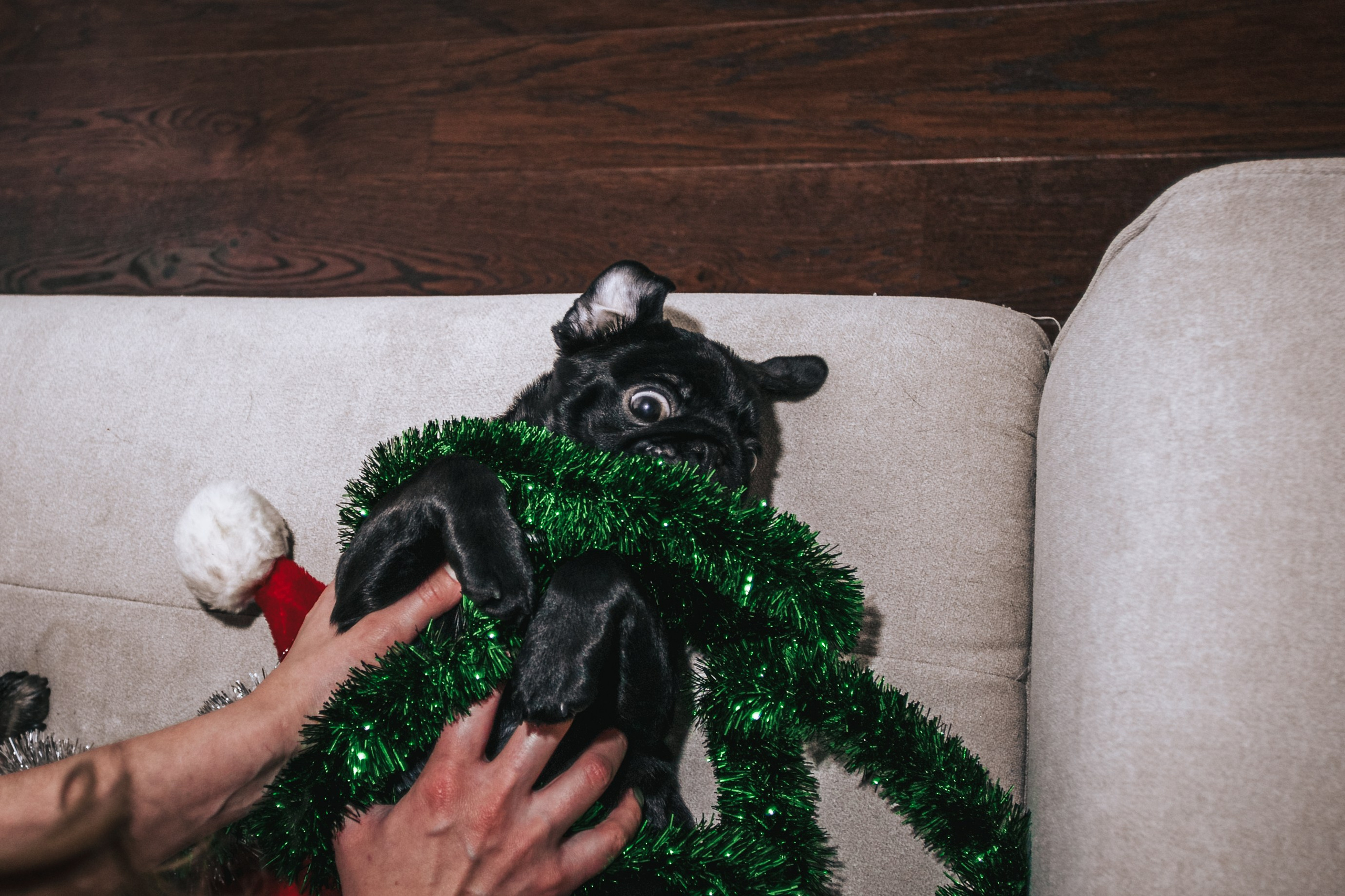 Домашняя фотосессия Оли и двух ее мопсов. Фотограф-анималист Татьяна Степанова