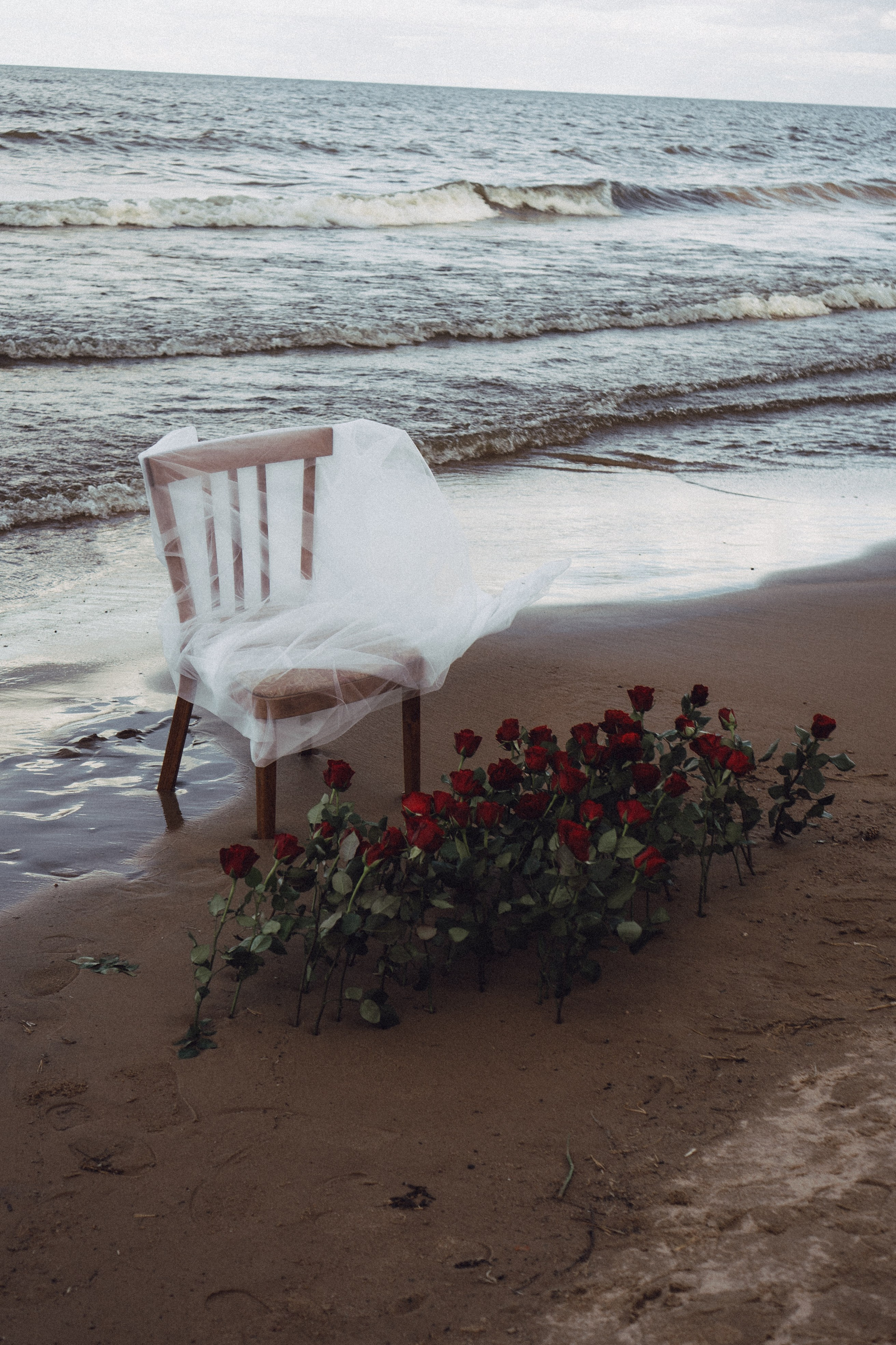 Розы. Профессиональный фотограф, Санкт-Петербург — Виктория Богомолова