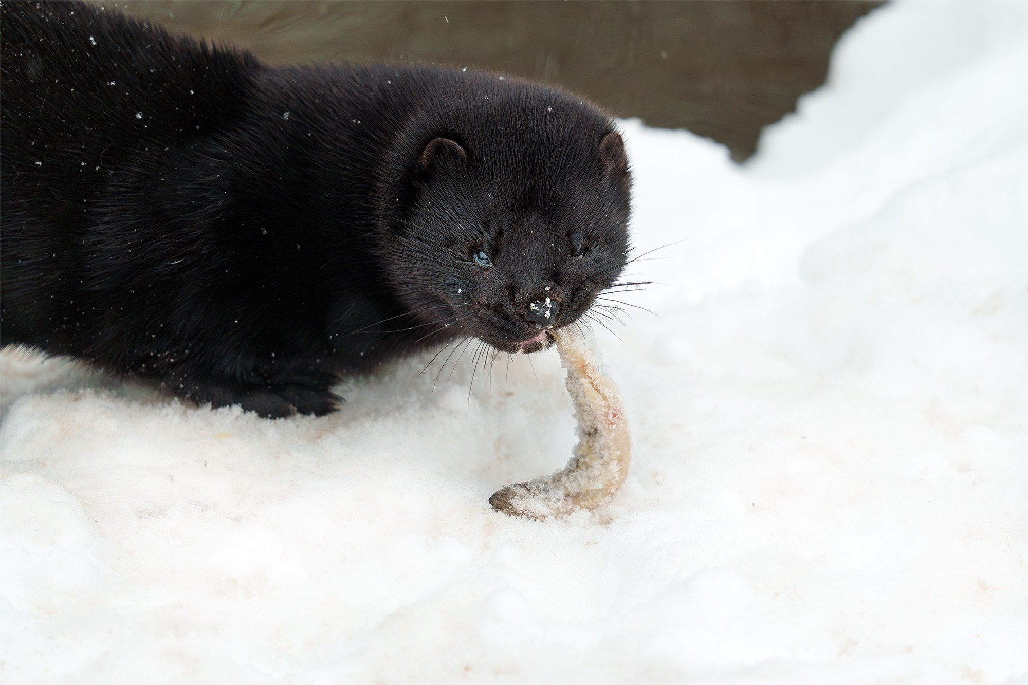 Животные. Ваш личный фотограф Марина Волкова