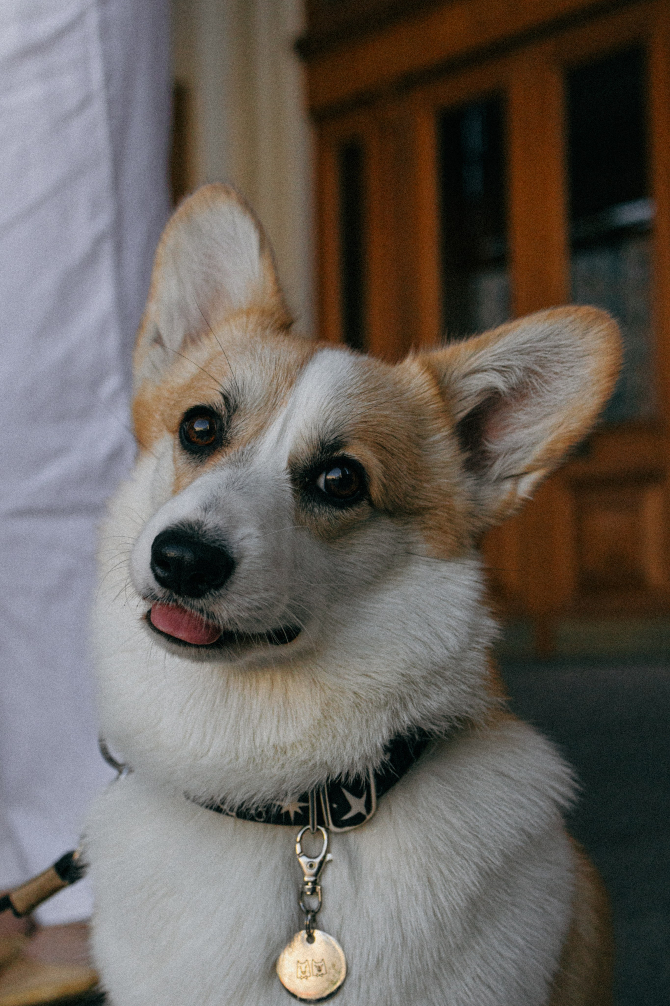 Даша, Рома и Лесли. Фотораф — анималист Мария Шистка