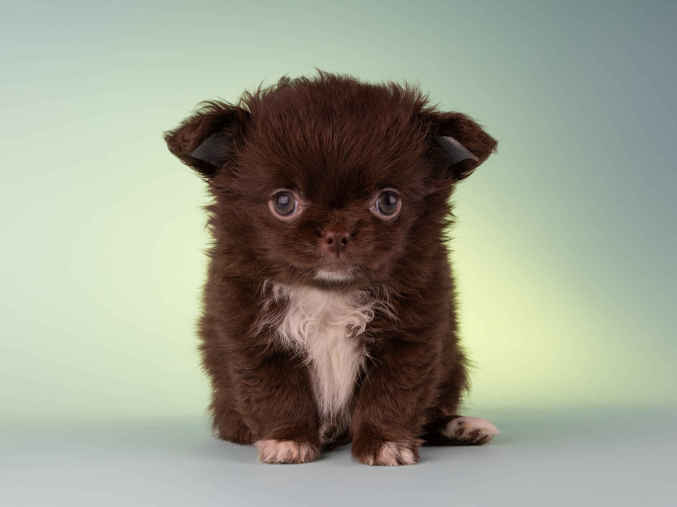 Чихуахуа (студия). Фотограф-анималист в Москве, МО и Владимире