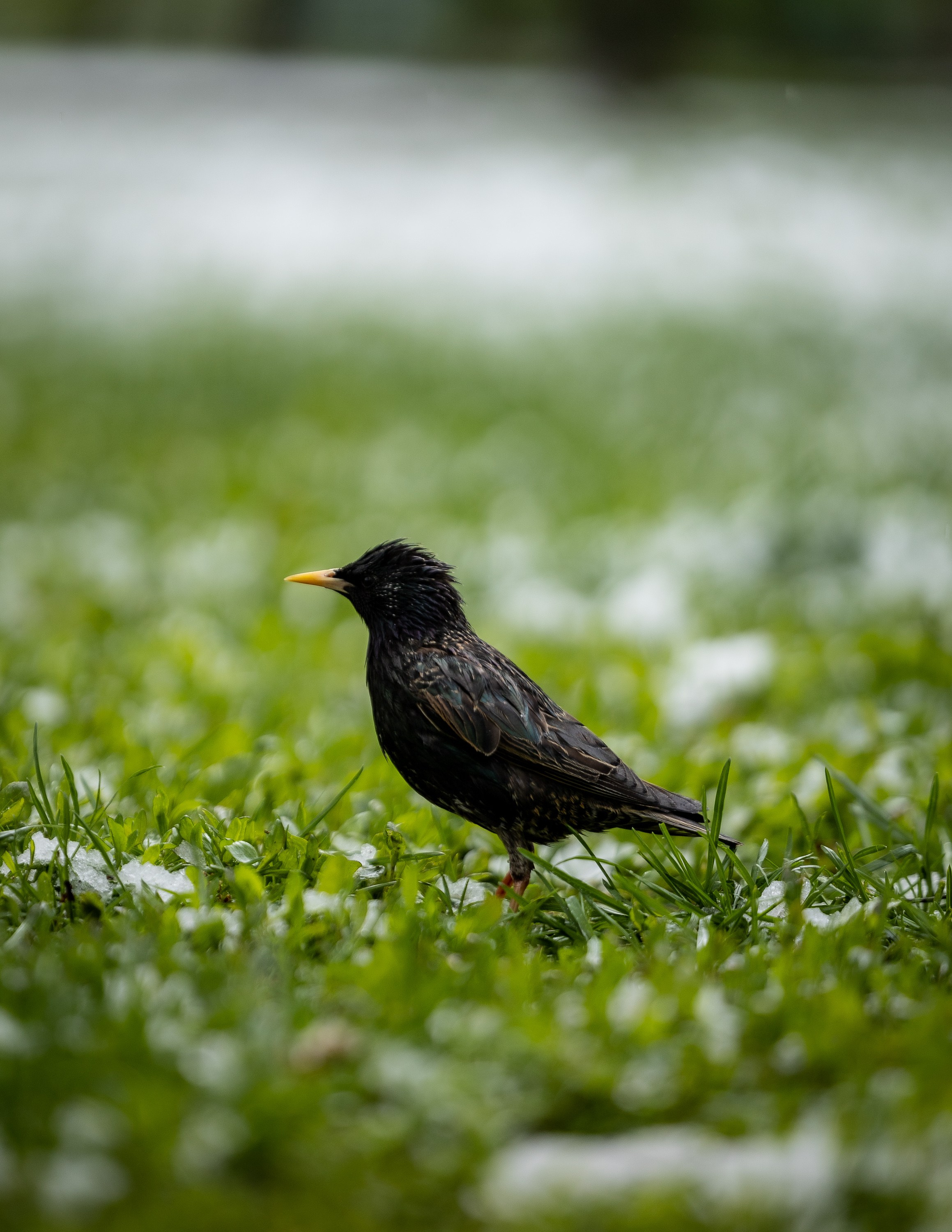Птицы. Фотограф Владимир Охрименко