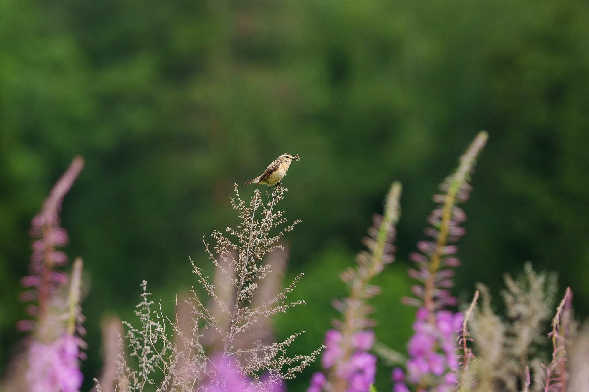 Удивительные мир птиц. Вокруг нас столько прекрасного — присмотритесь!. Ваш личный фотограф Марина Волкова