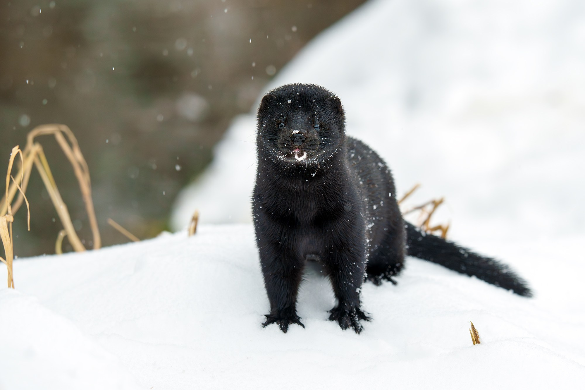 Животные. Ваш личный фотограф Марина Волкова