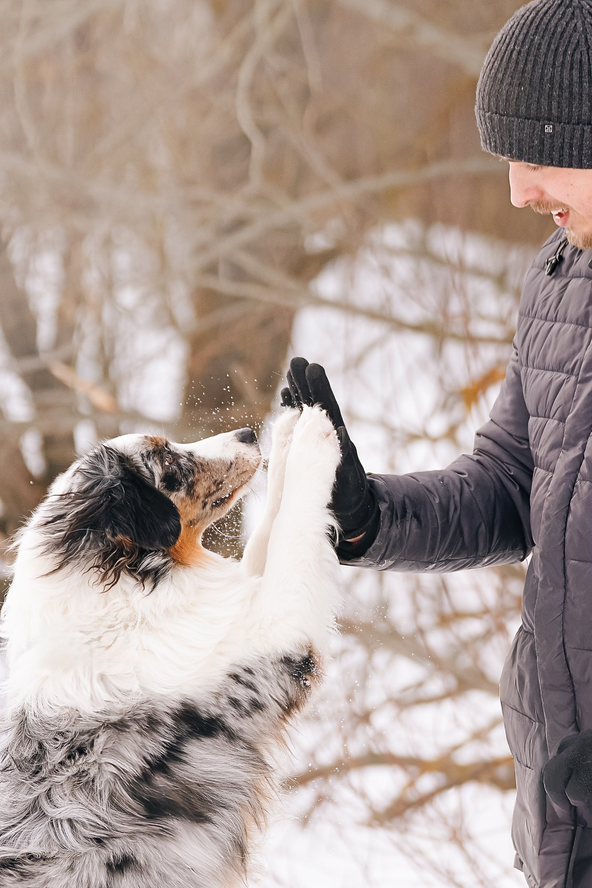 Собаки. Фотограф-анималист Нижний Новгород