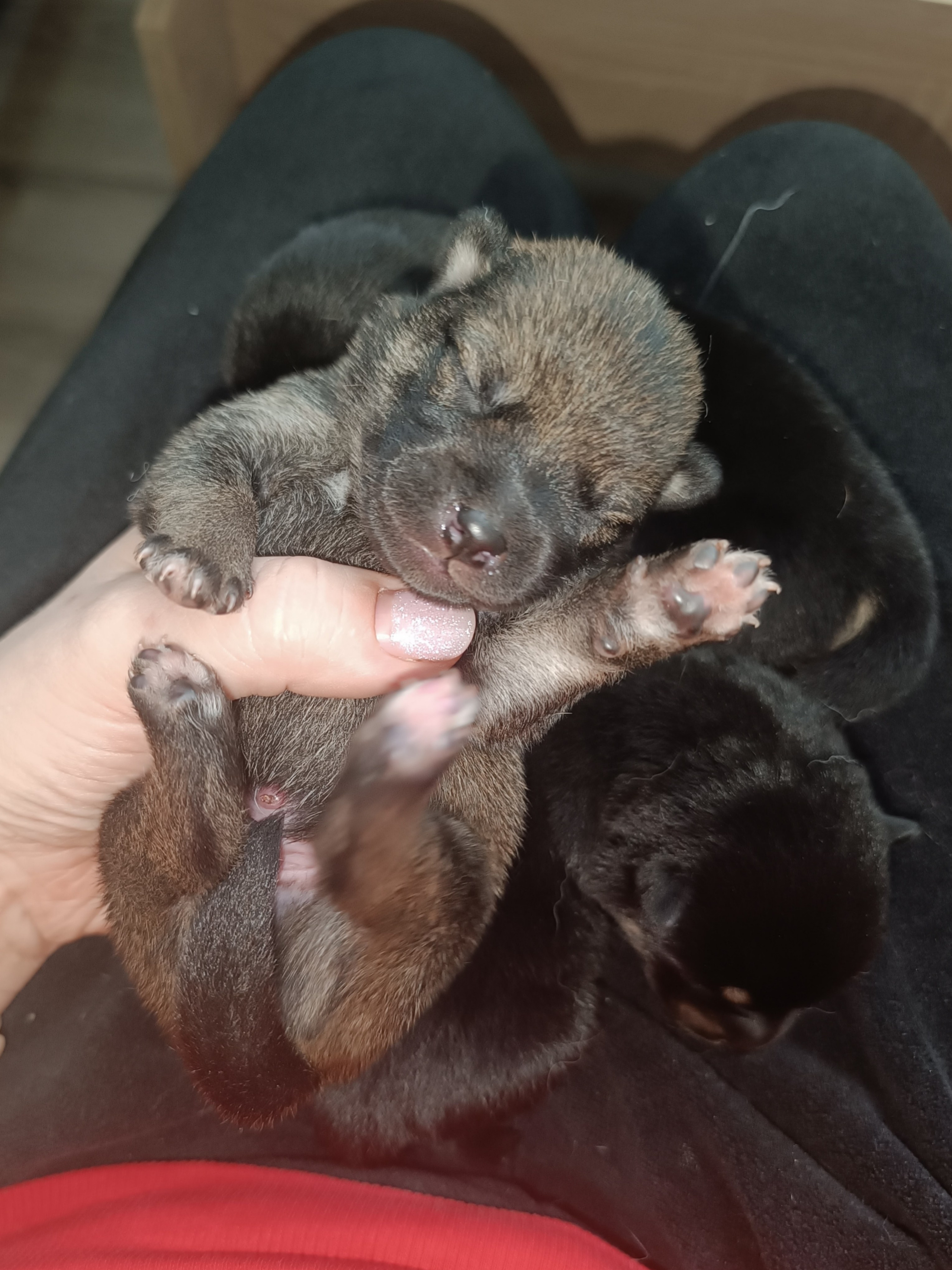 сиба питомник Рубилайт щенки на продажу rubylight  сиба щенки купить СПб Санкт-Петербург 