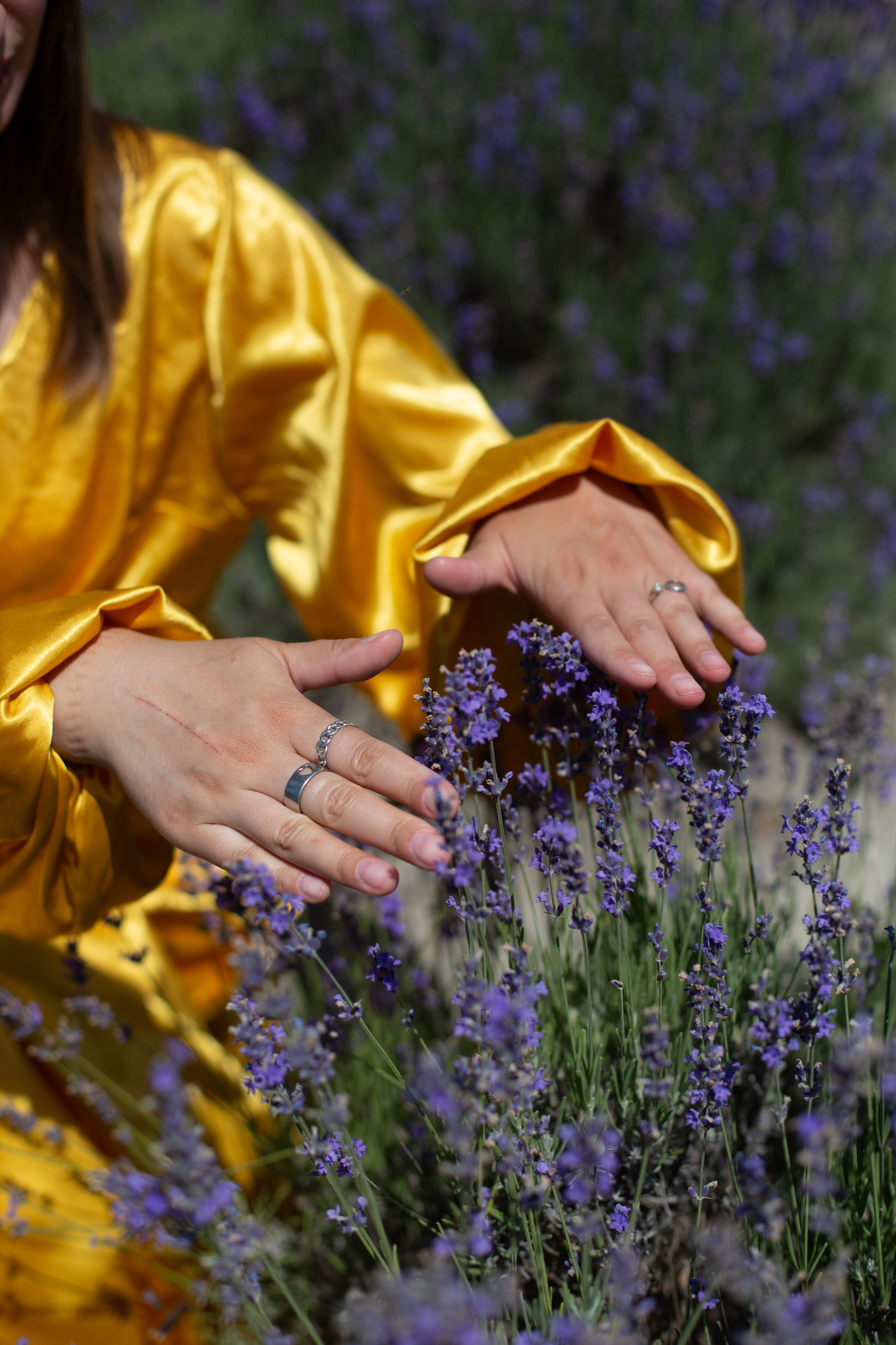 Лавандовые поля