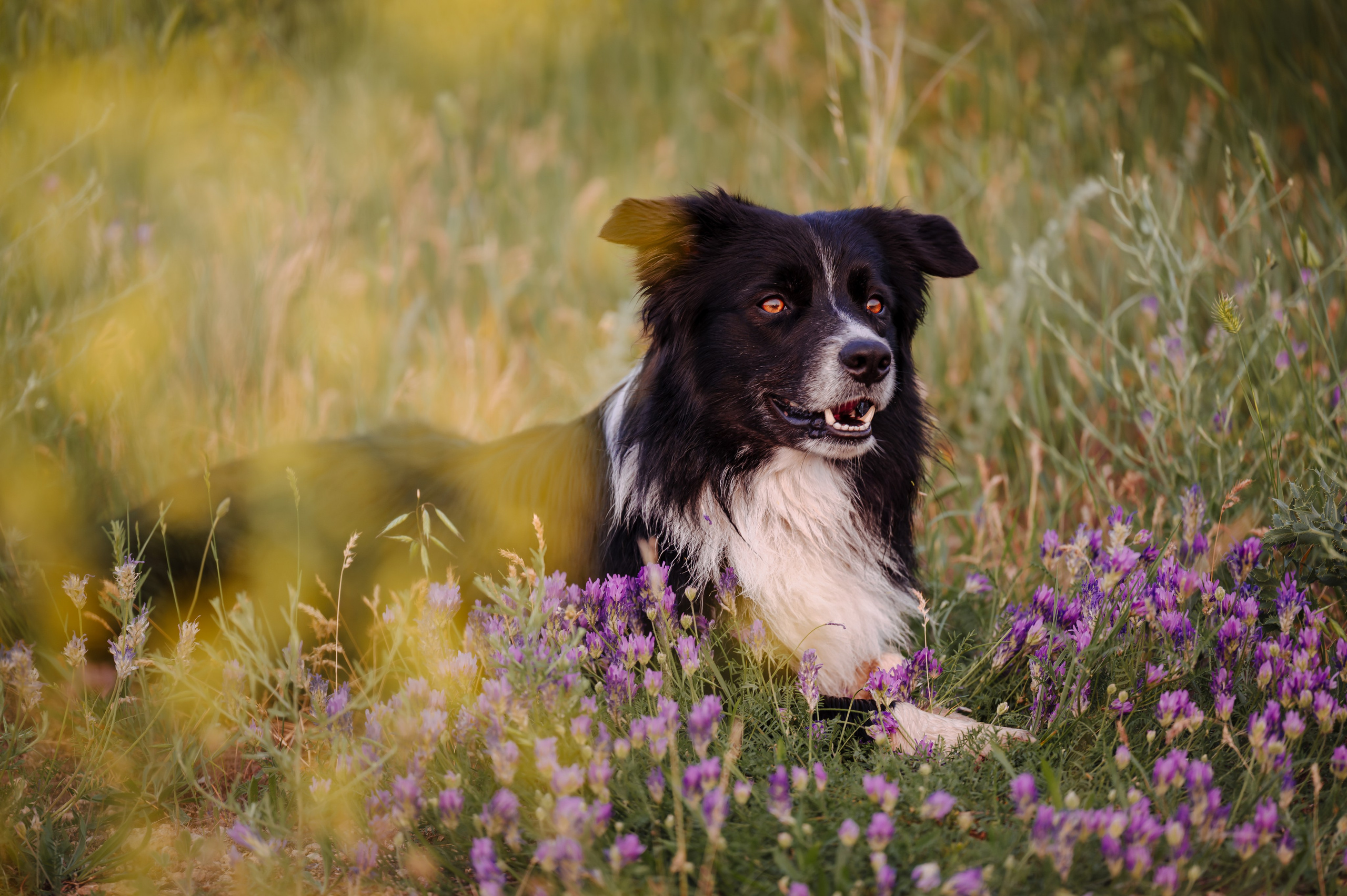 Прогулка на рассвете с бордер-колли. Фотограф в Ростове —на — Дону