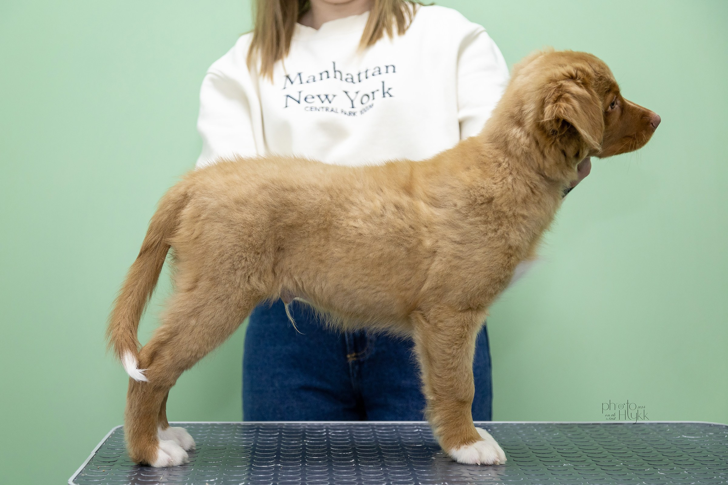 Щенки Толлера. Htykk_photo