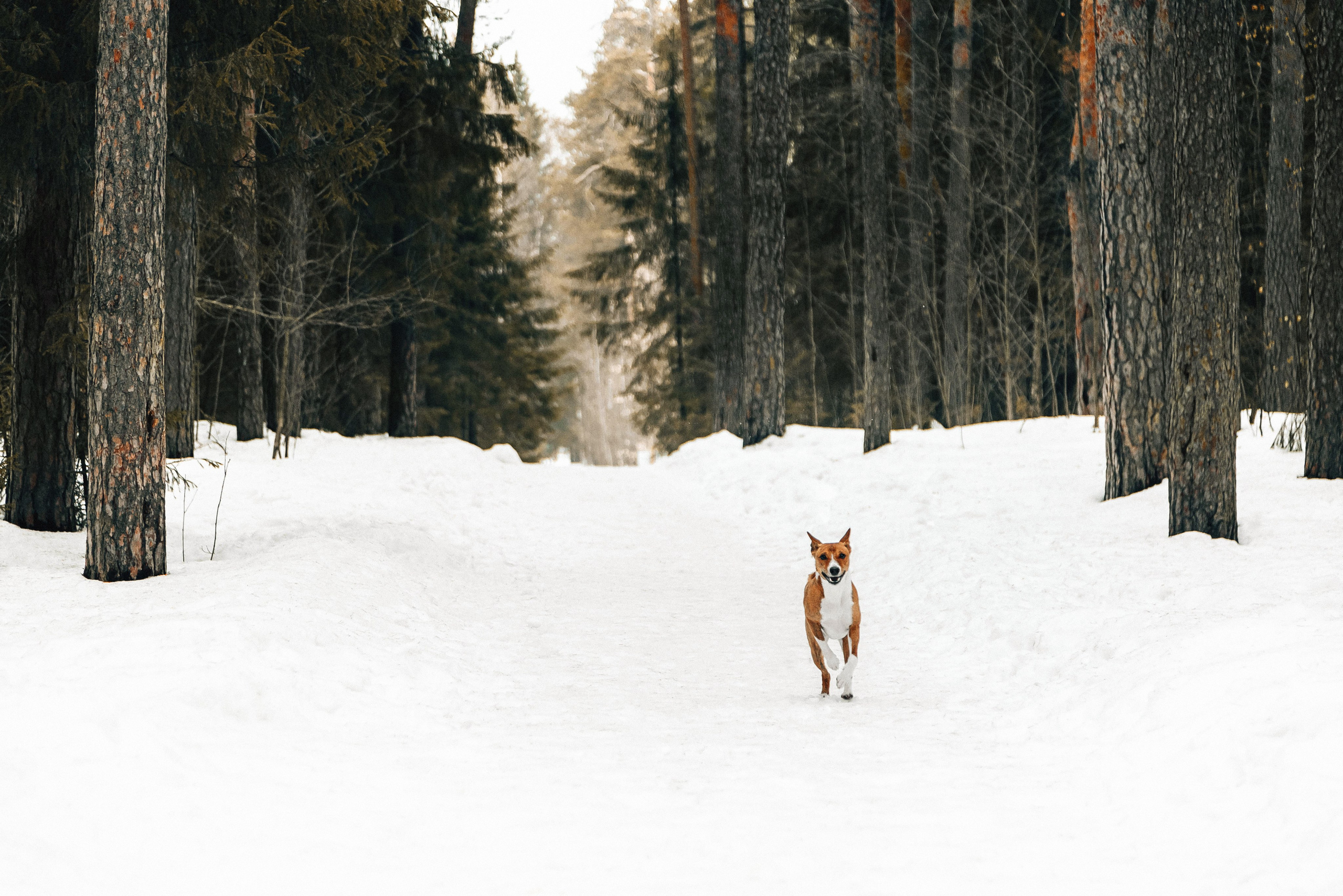 Басенджи Мэнни. Htykk_photo