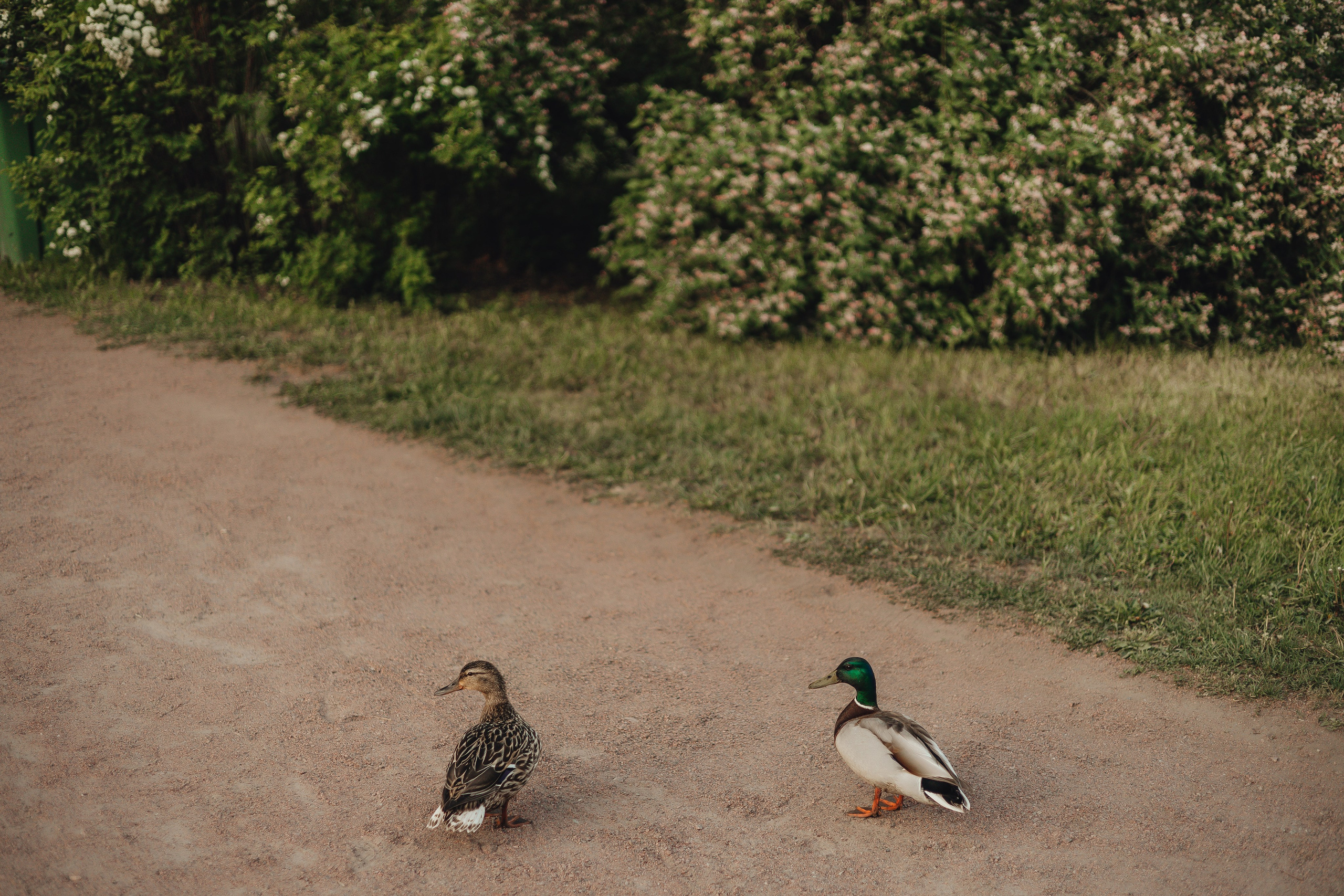 Прогулка по Царскому Селу. Свадебный и семейный фотограф Пушкин Царское Село СПБ Питер Санкт-Петербург и Рязань Ольга Козлова