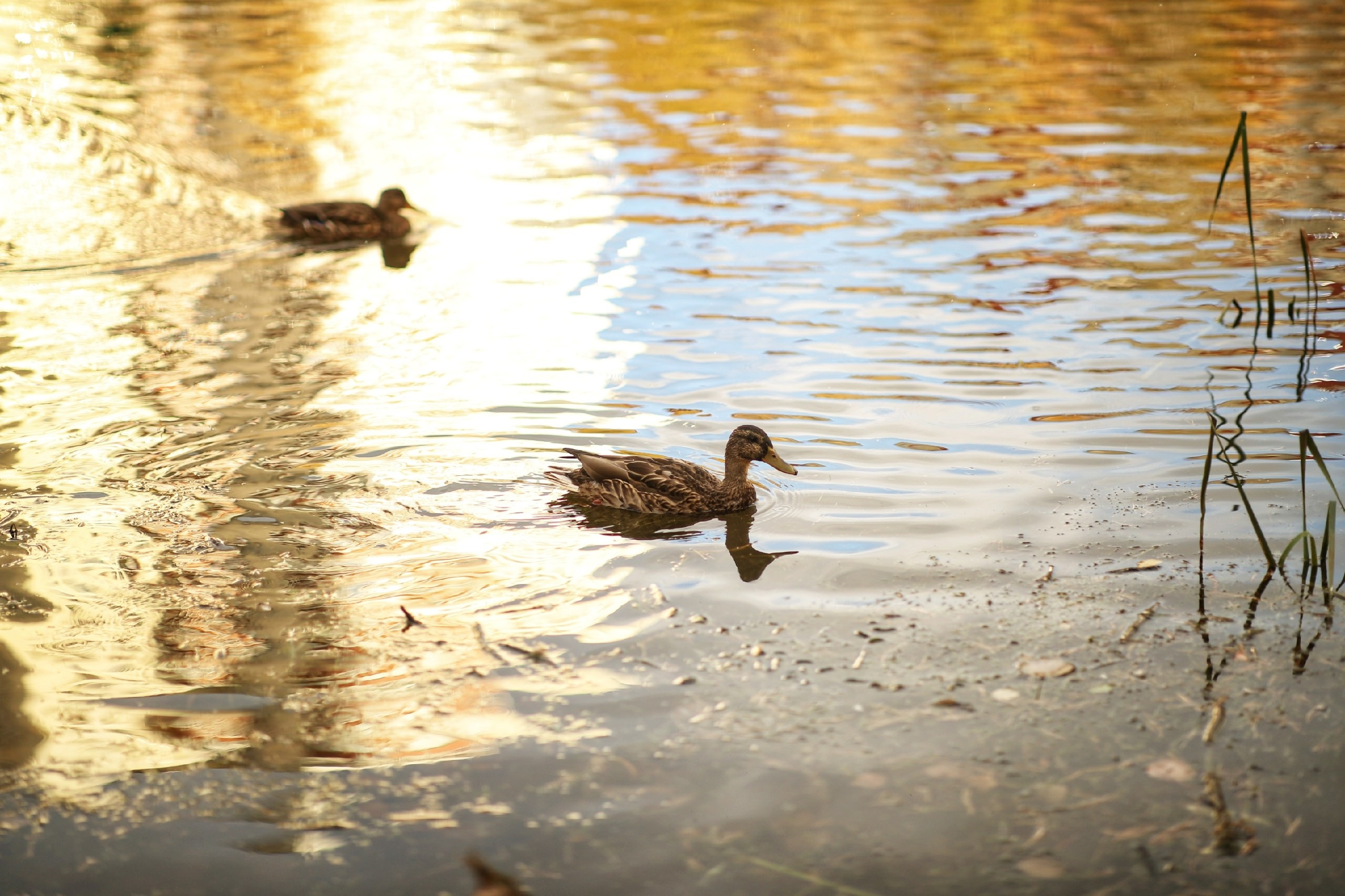 Осень. Фотограф в г. Сургуте Марина Киприна