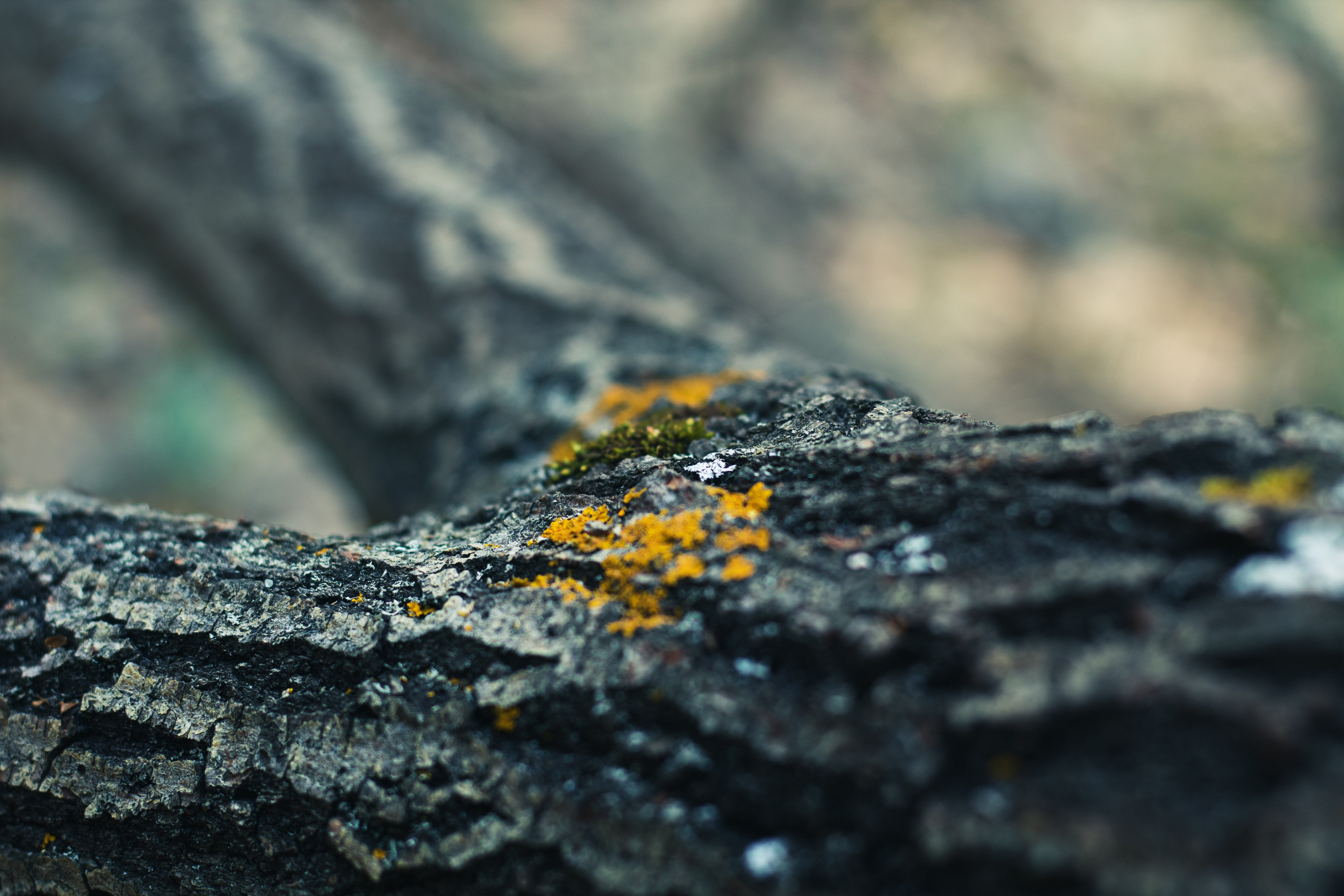 Катерина. Фотограф Дарина Фельдман