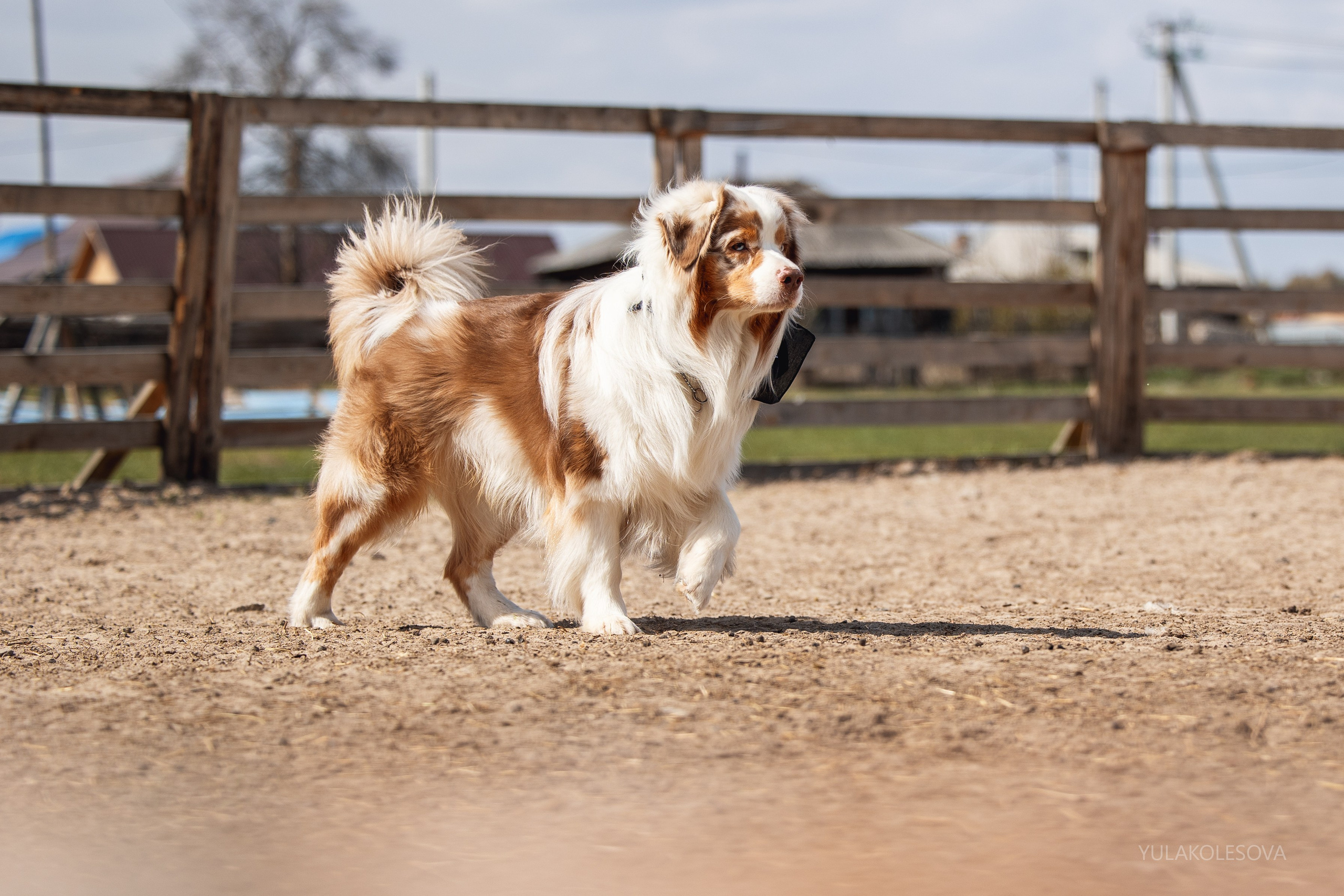 Аусси день 15.05.2024. YULA KOLESOVA | Фотограф — Анималист | Художник | Тюмень
