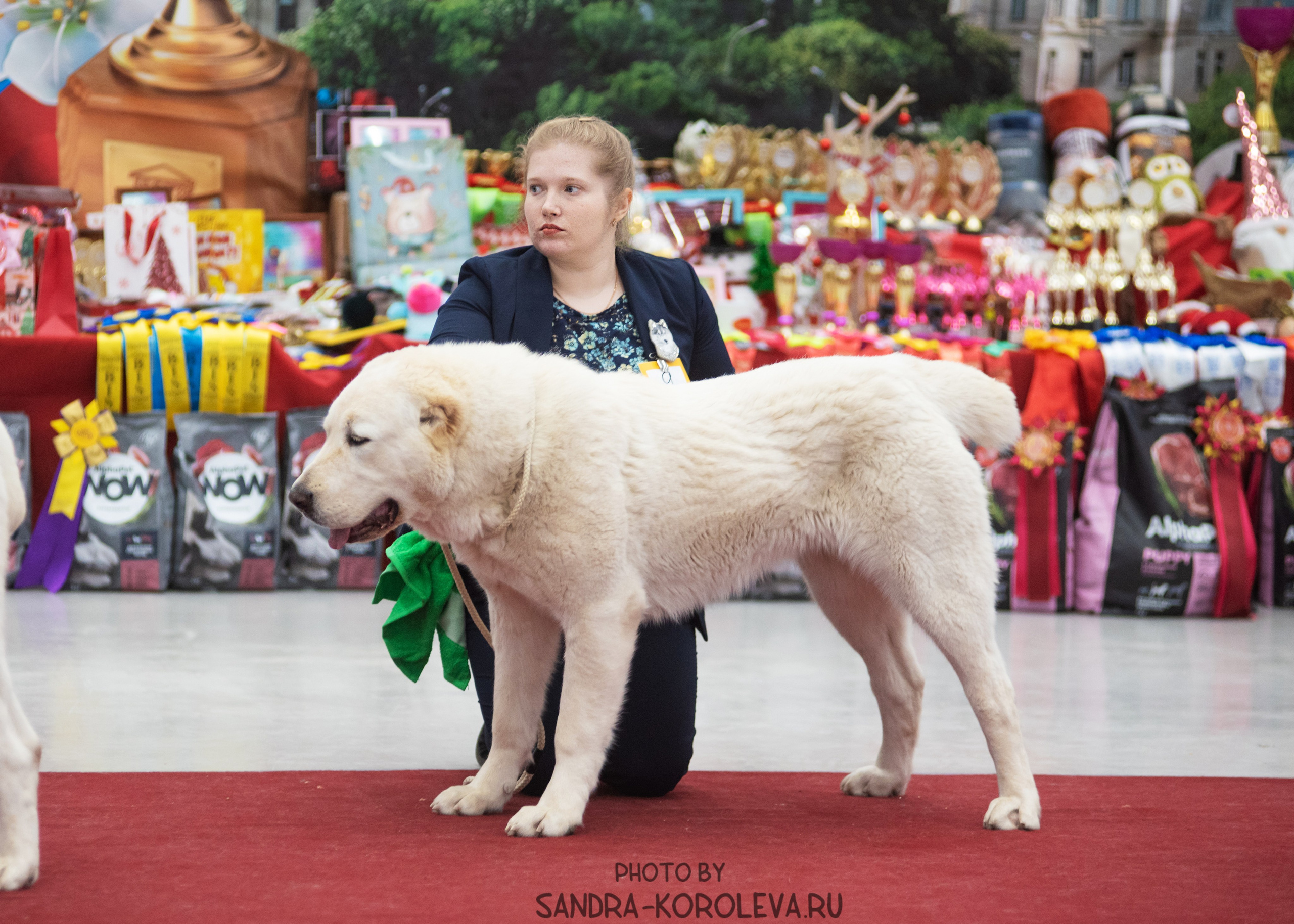 Выставка собак тюмень 10.12.2022. Дог-фотограф в Тюмени Александра Королева