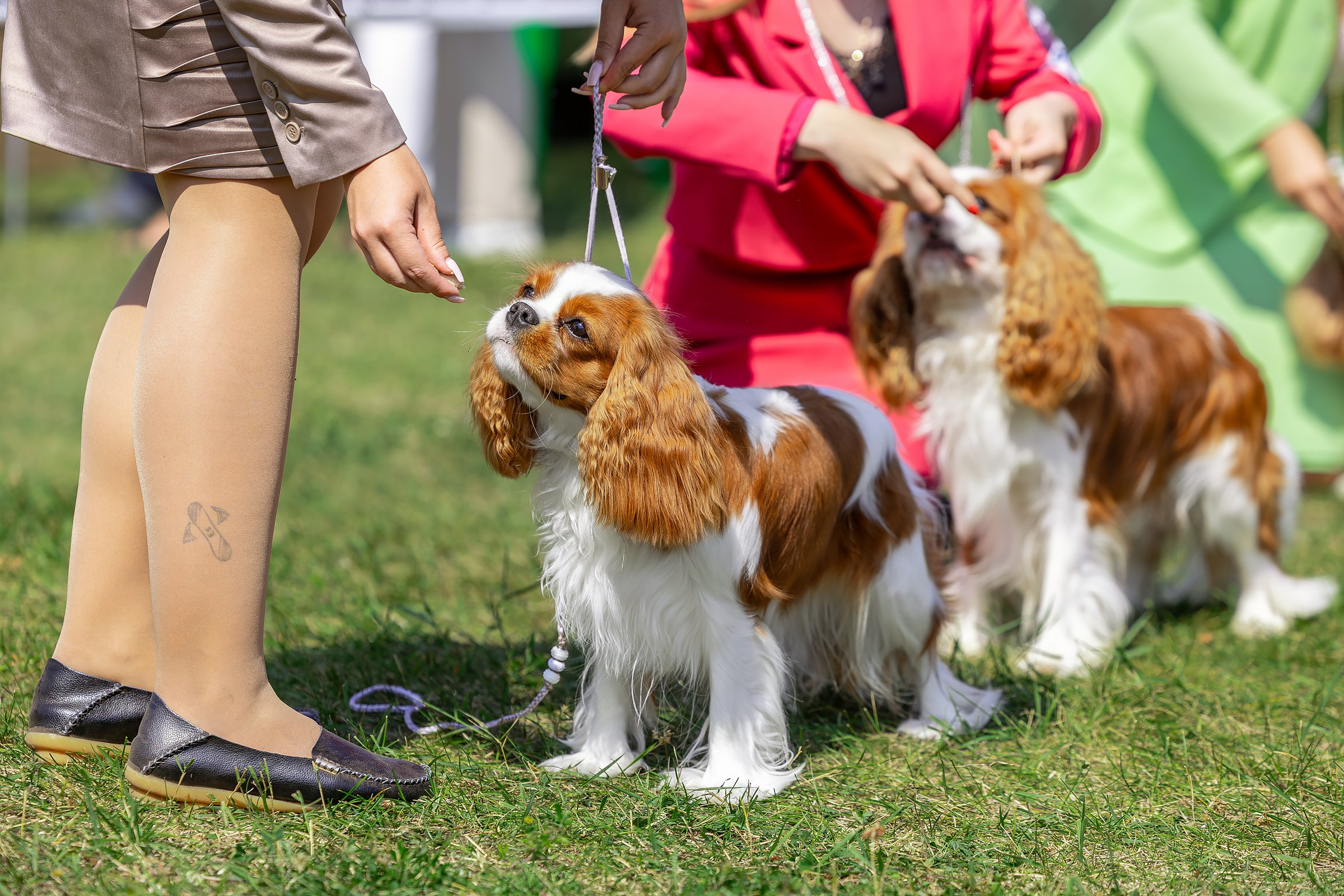 2–3 августа 2025, Выставка РКФ, г. Пермь. Htykk_photo