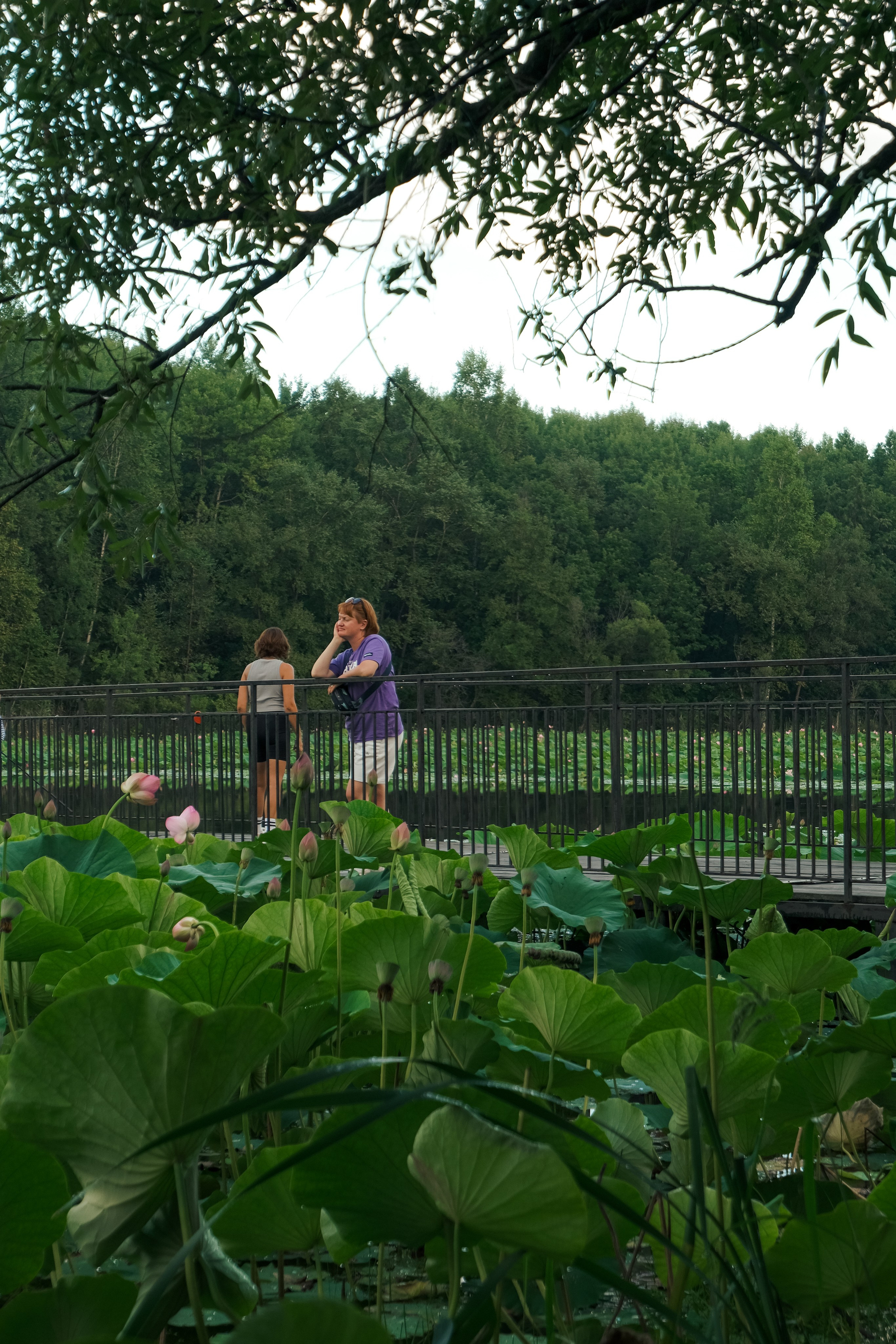 Пинежье летом. Фотограф Благовещенска Яна