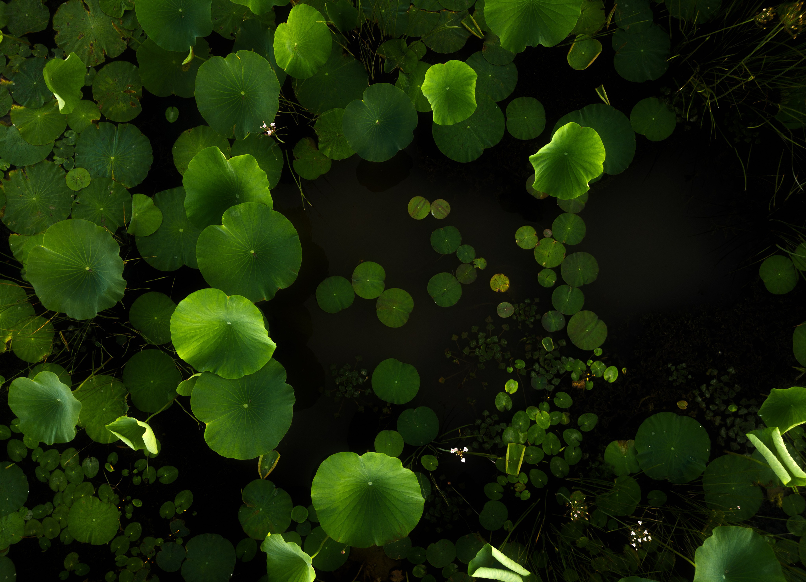 Золотые лотосы. Июль