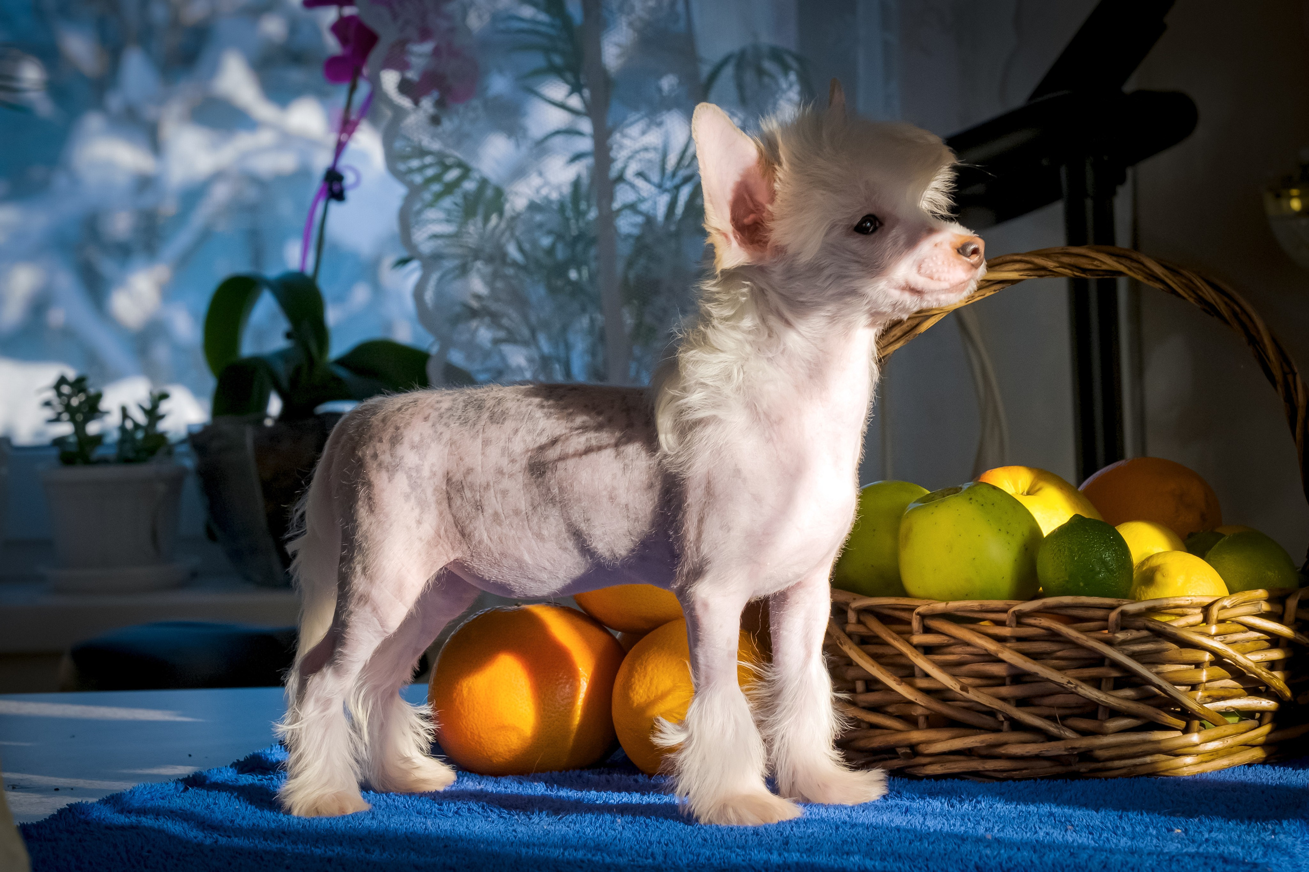 Фотограф в Москве