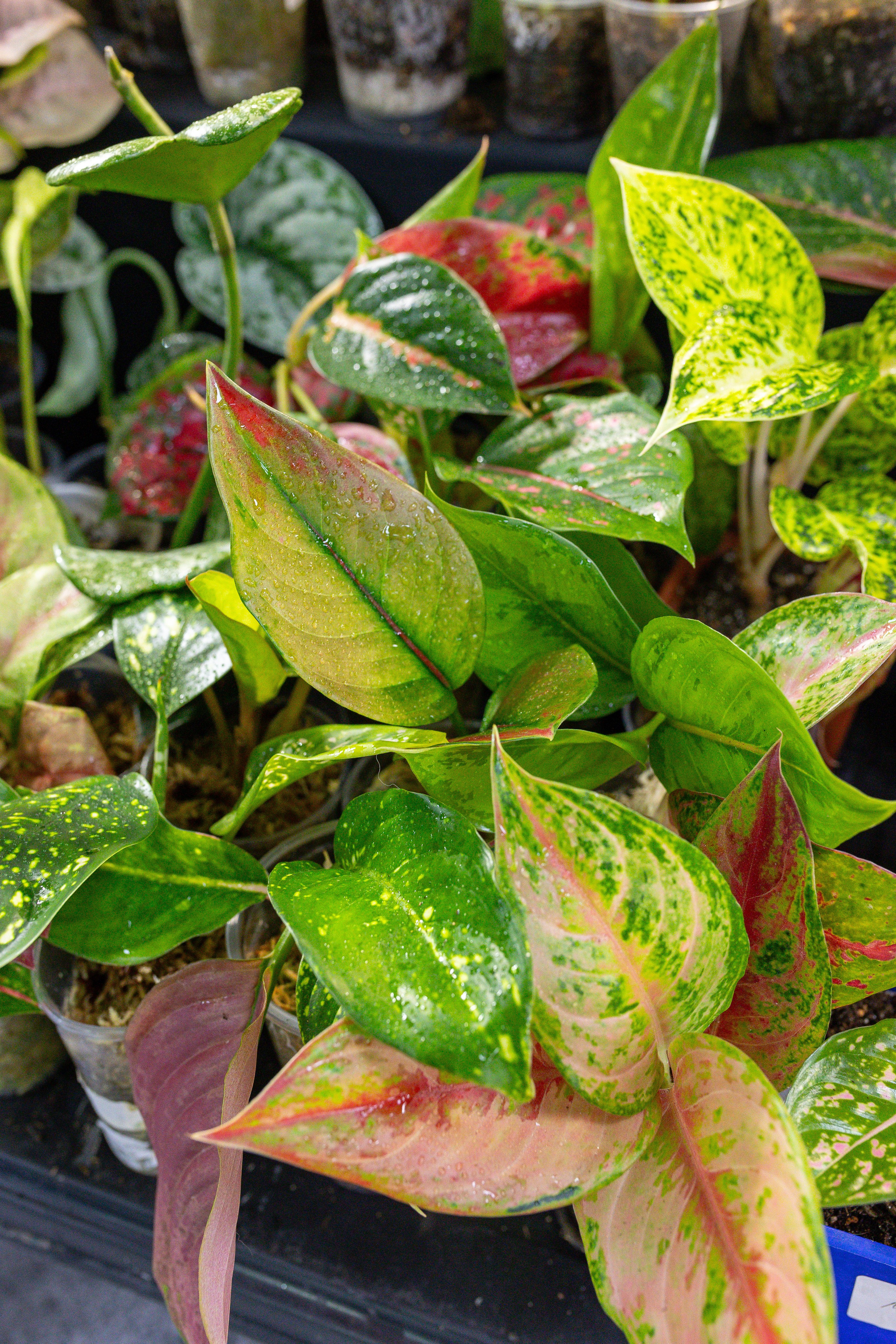 Монстериум 11–12 октября. Александра Куликова фотограф, Москва