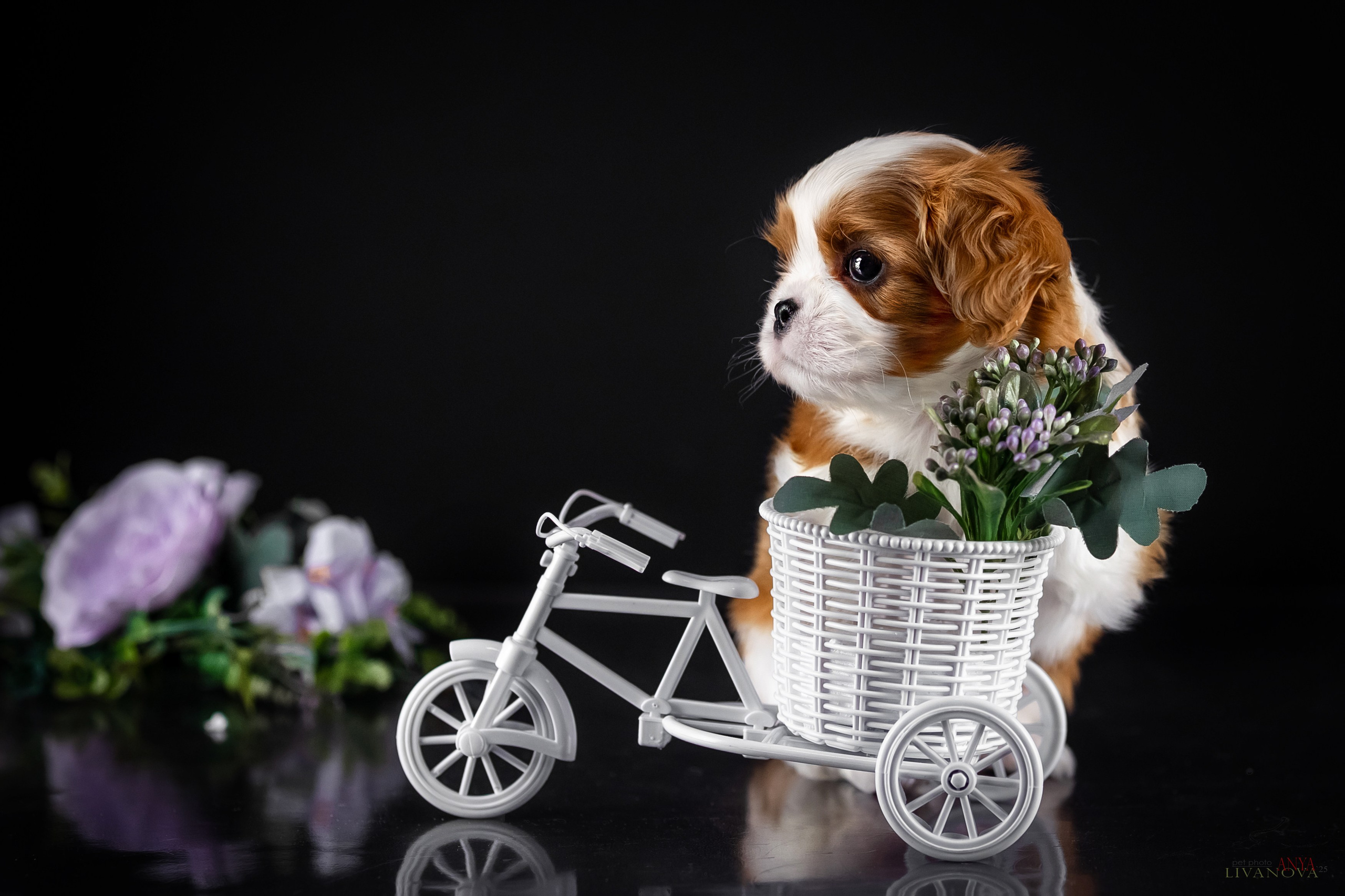 Кавалерчики. Фотограф анималист Аня Ливанова | Рыбинск