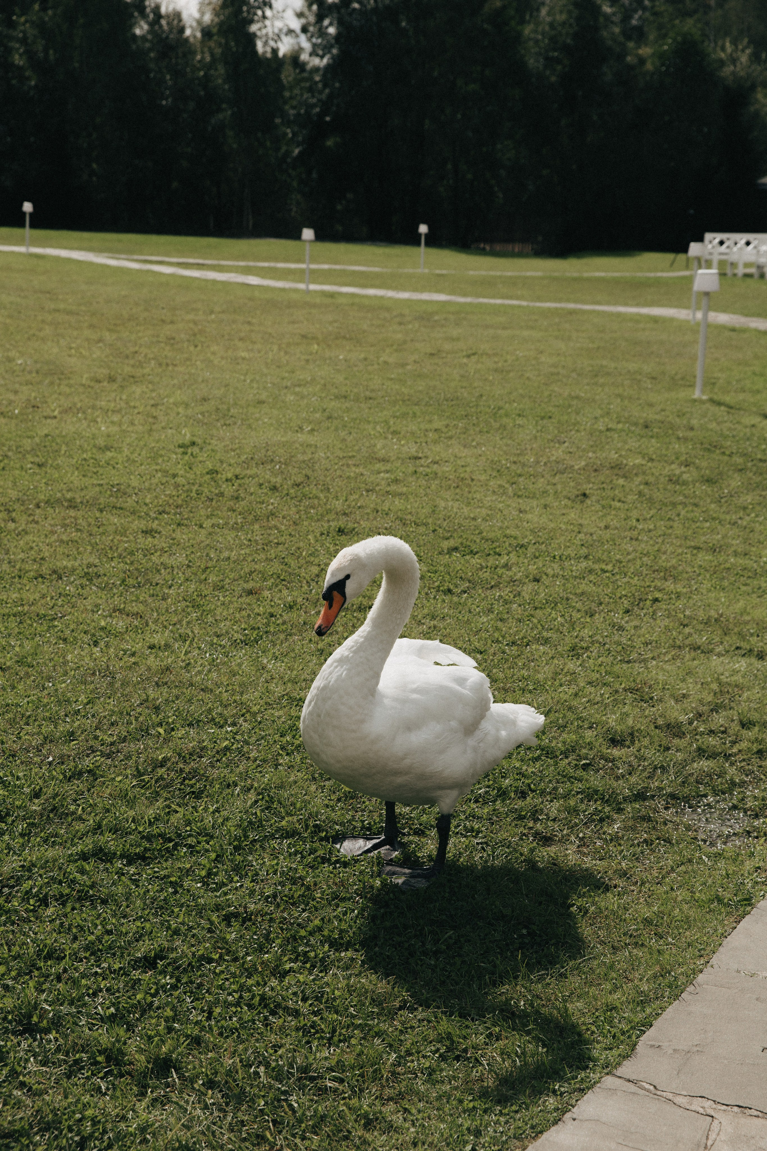 Александра и Илья. Свадебный и портретный фотограф в Калининграде и Москве Марк Юдинцев