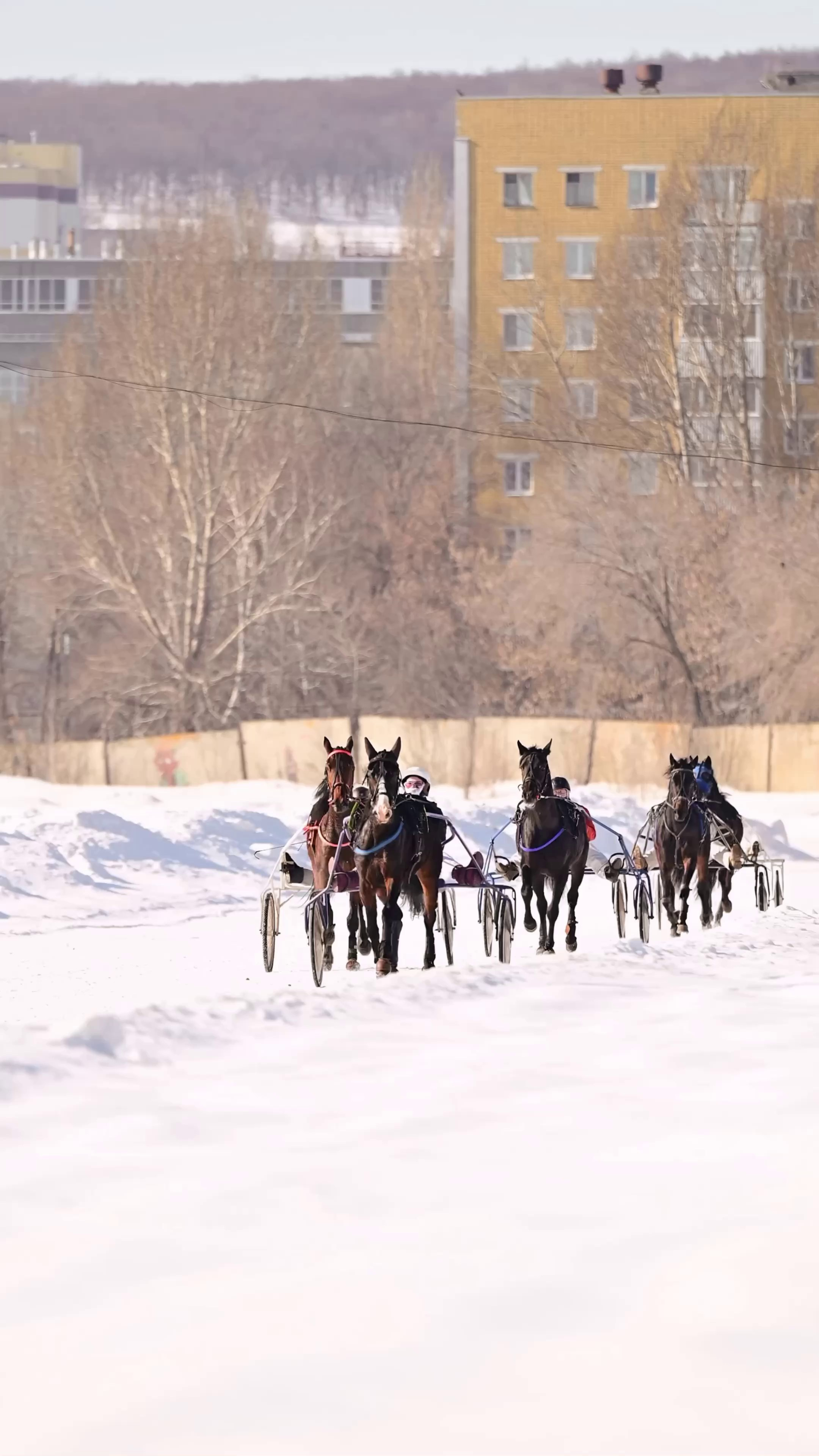 Видео Конкур|Рысистые бега. Мила Астахова