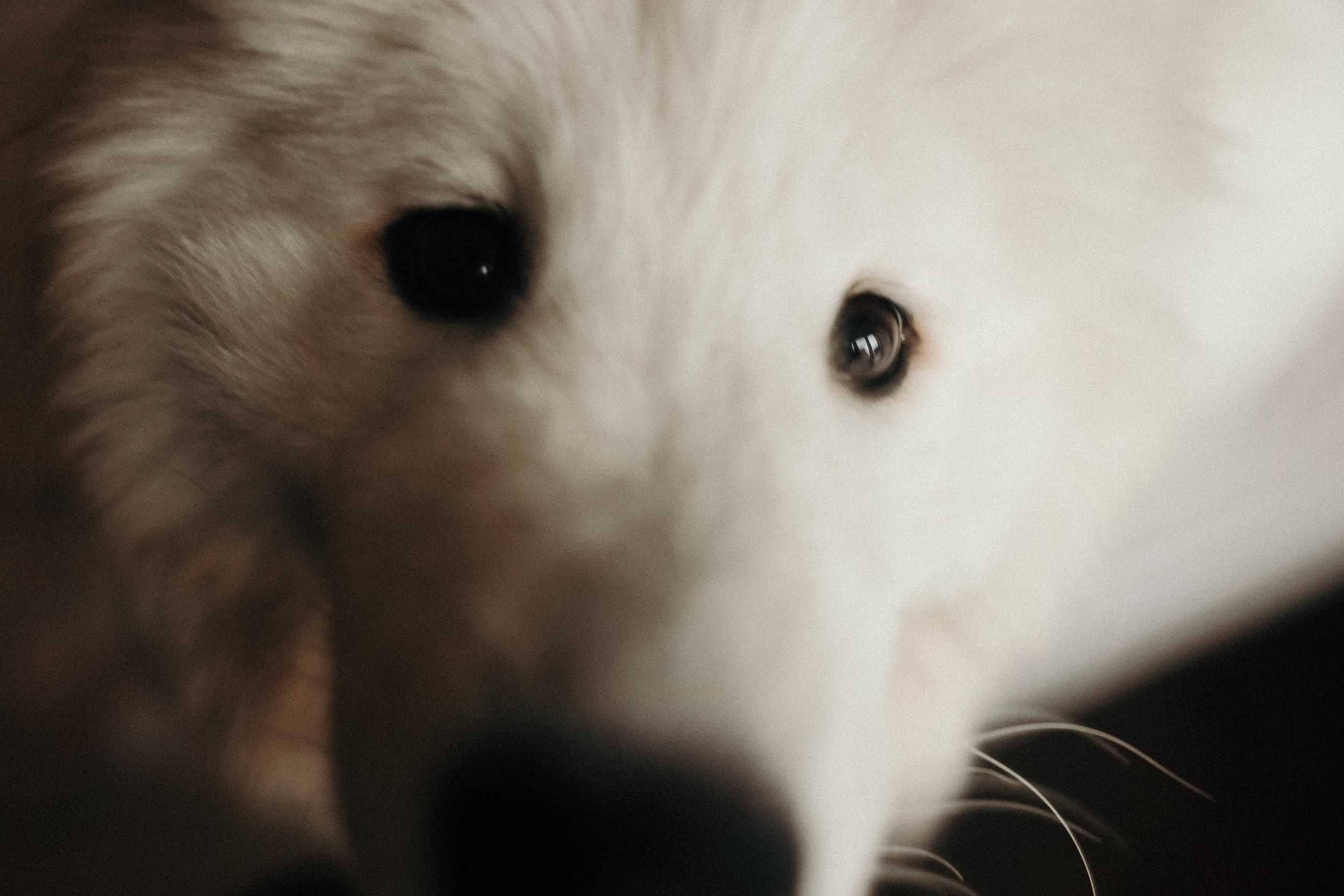 Вдвоем + 2. Фотограф Кемерово