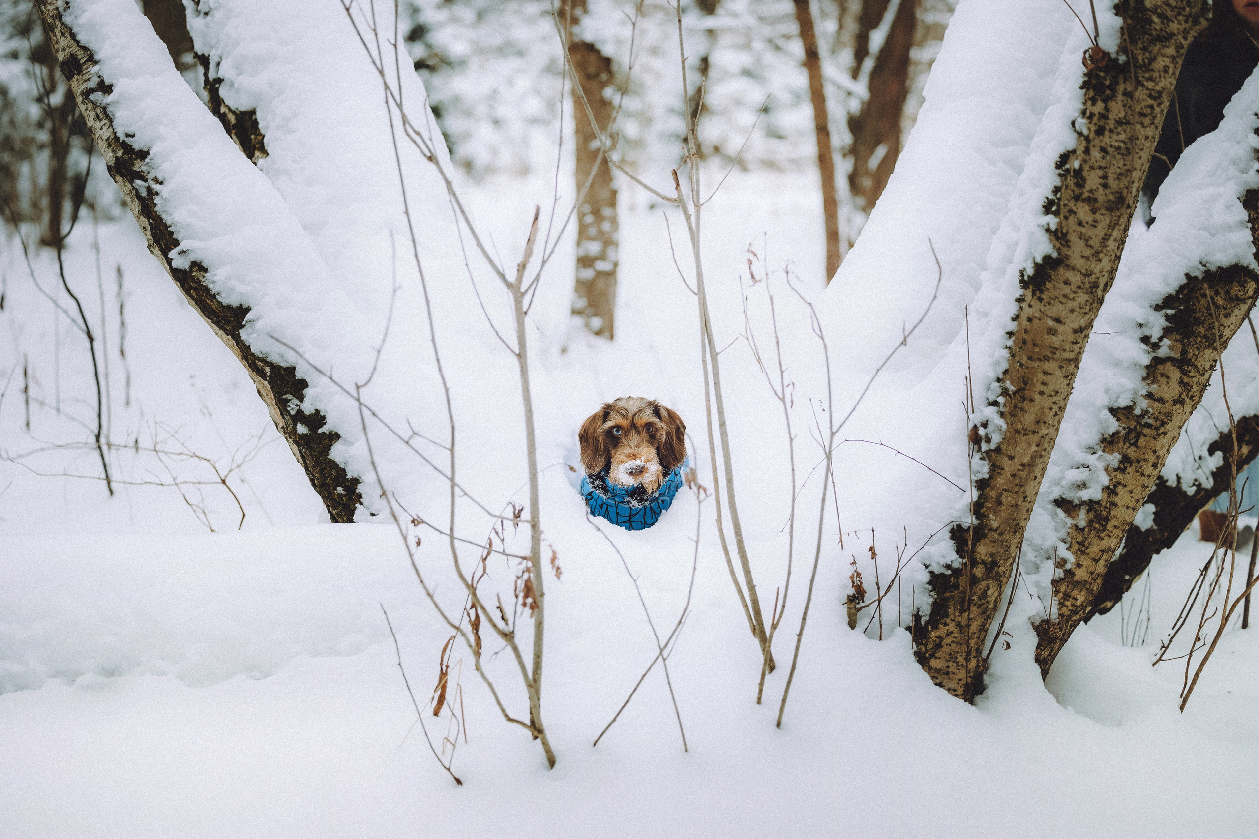 Каспер и его семья