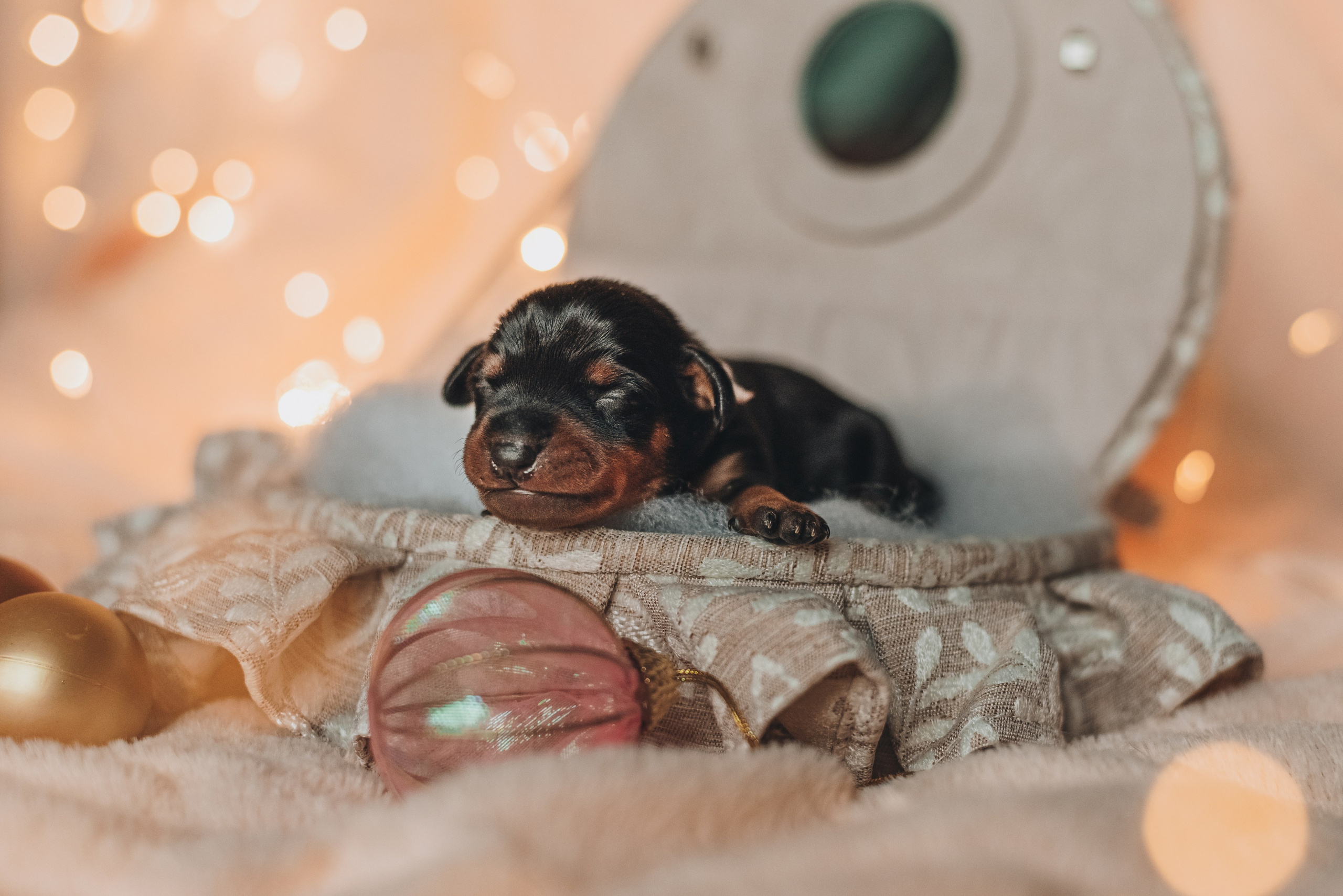 Pinschers. Natalia Finch Photography — Family, Kids & Pet Photographer in Chicago, IL