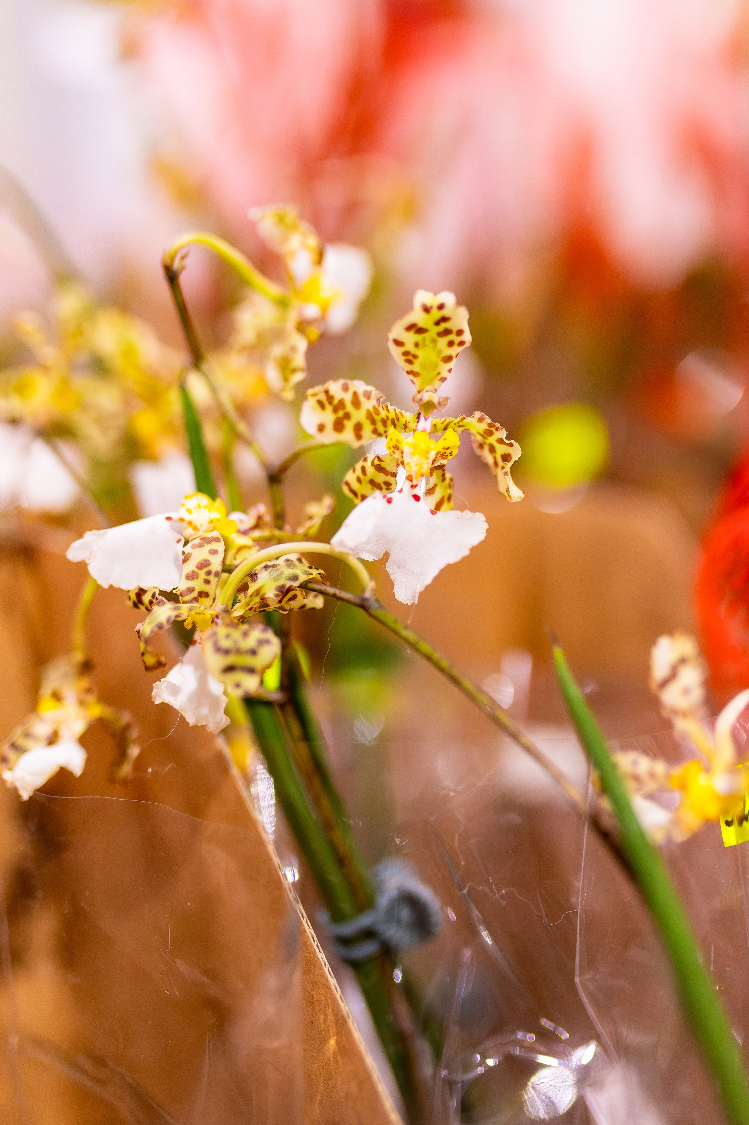 Орхидиум сентябрь 2025. Александра Куликова фотограф, Москва