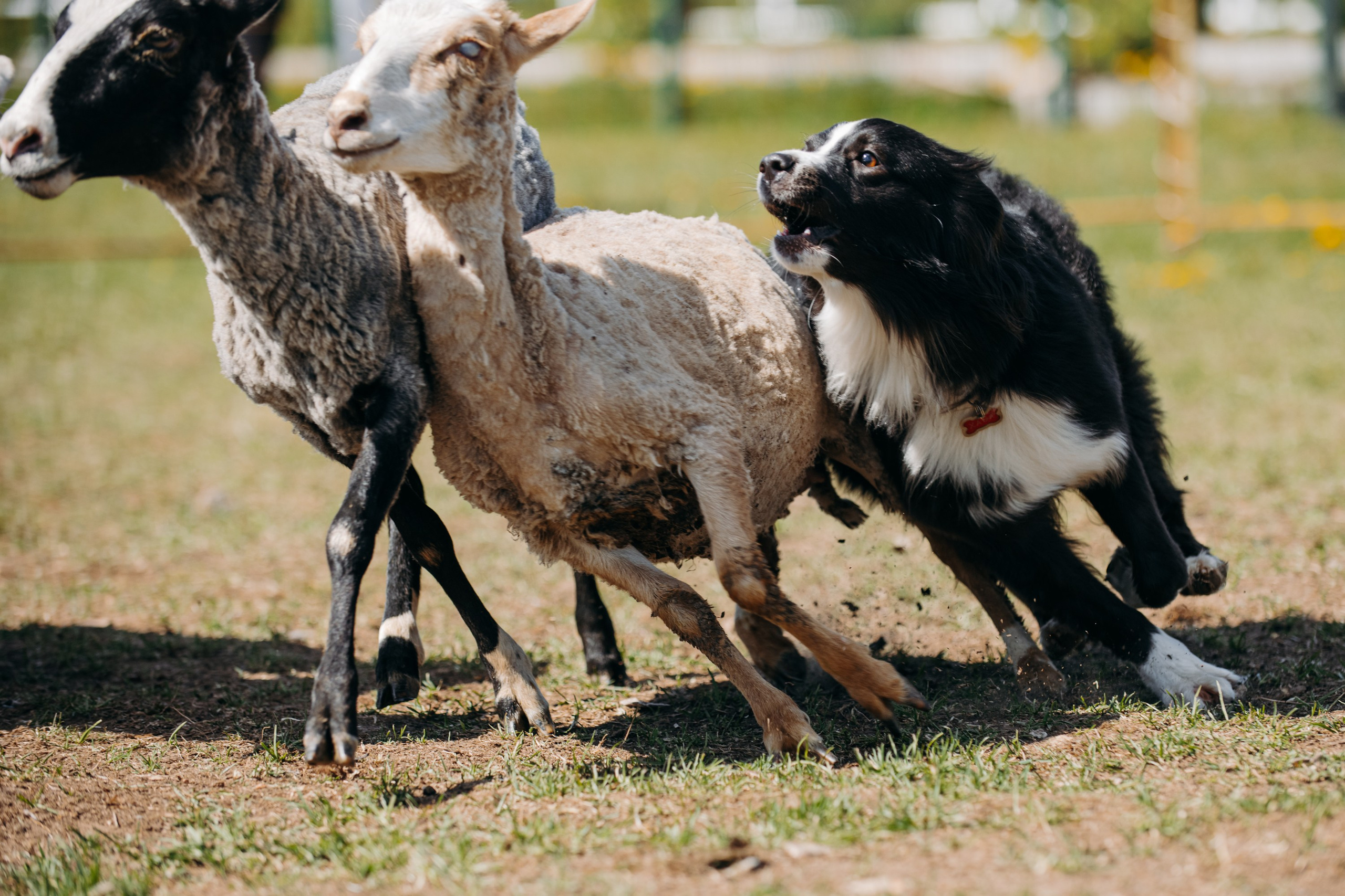 Хава. BLGKV питомник собак